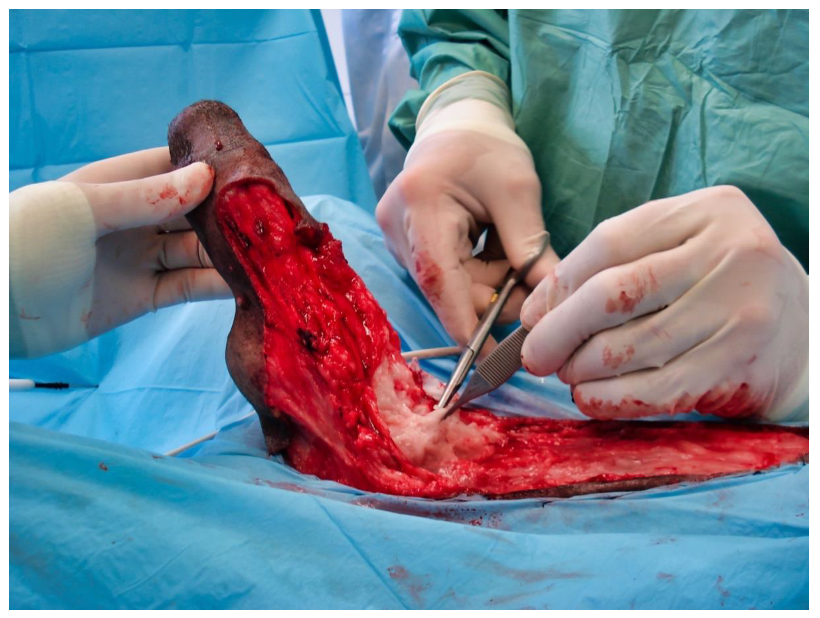 Vetsci 09 00518 g005