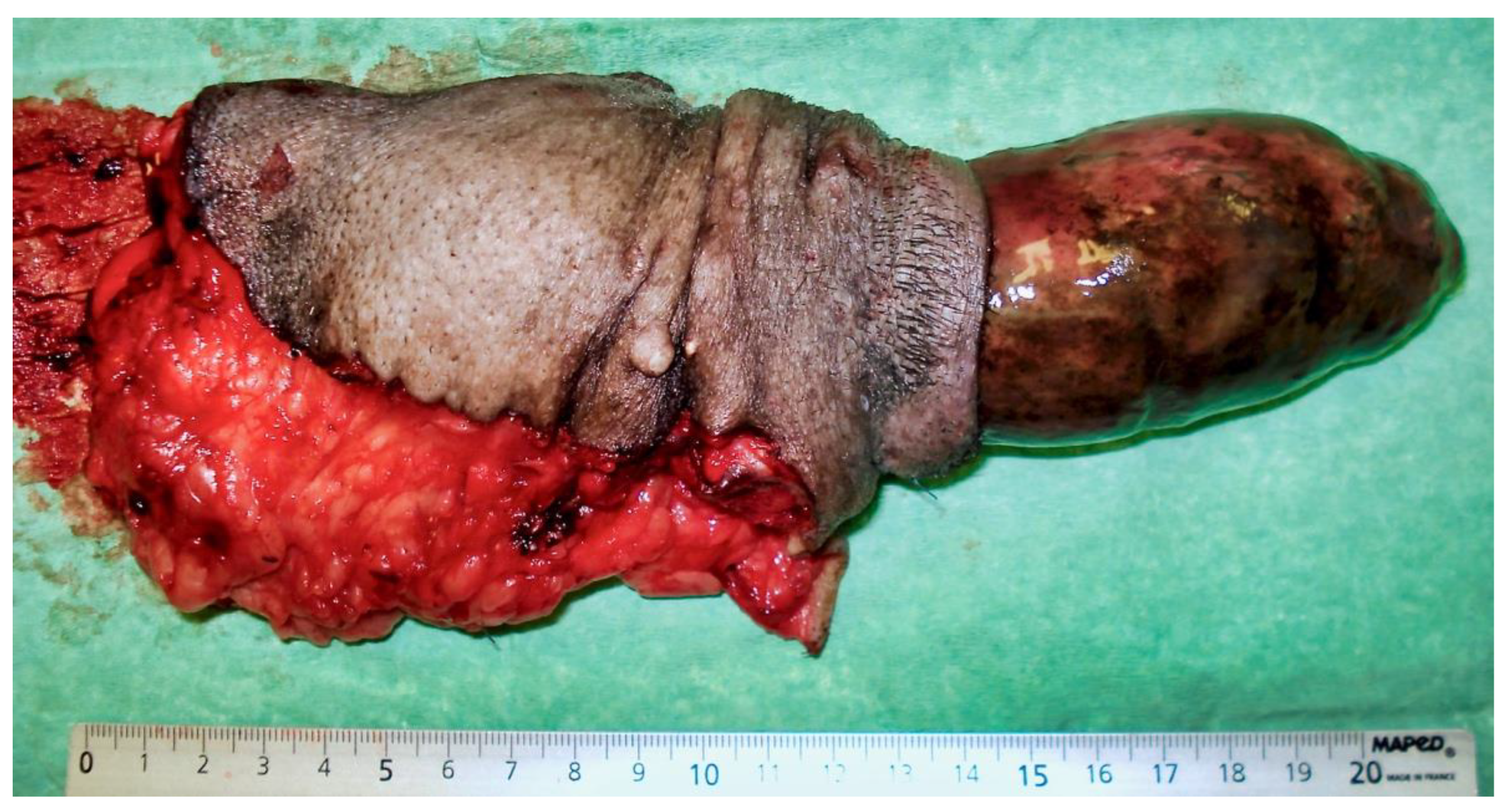 Vetsci 09 00518 g006