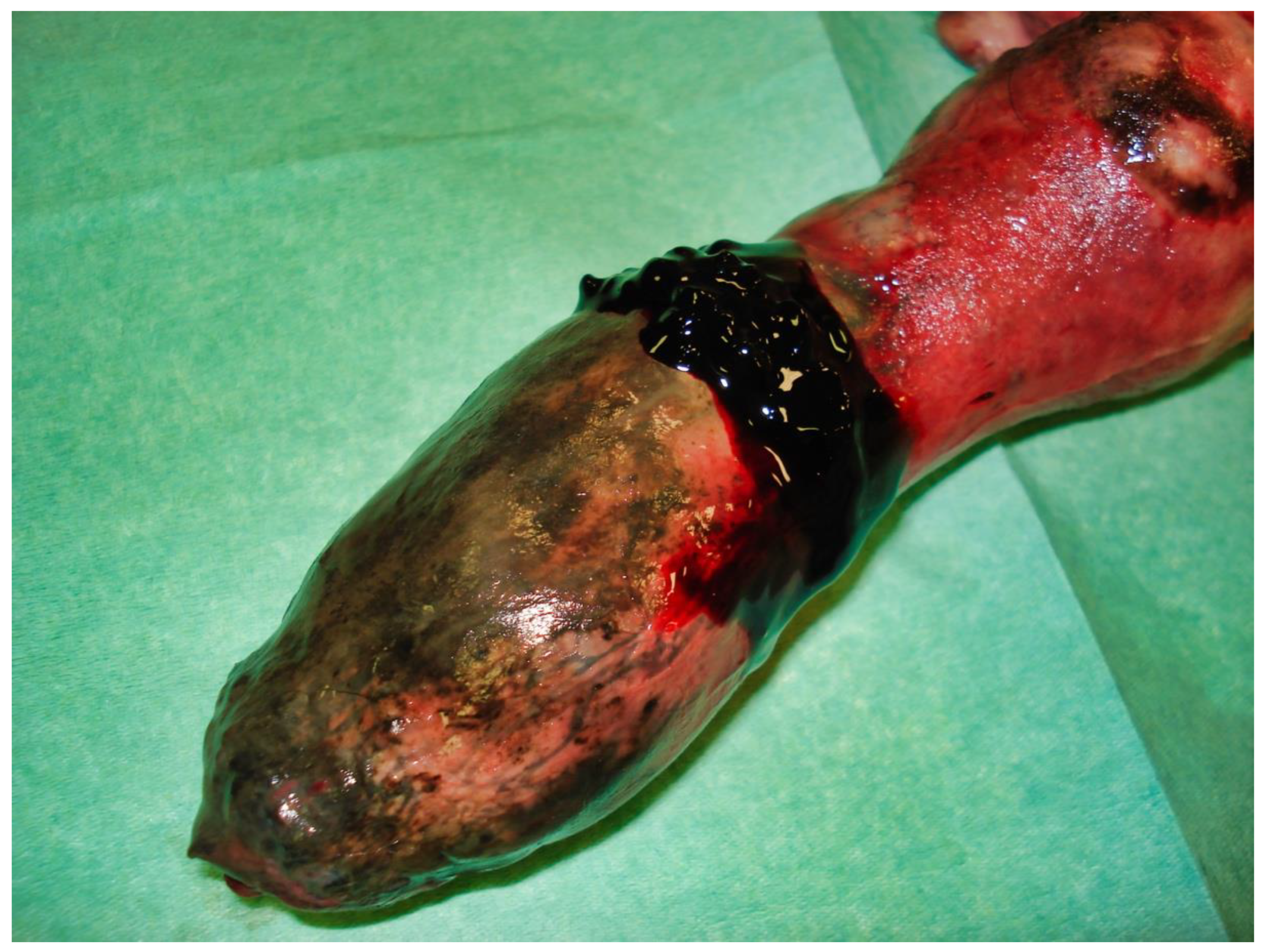 Vetsci 09 00518 g009