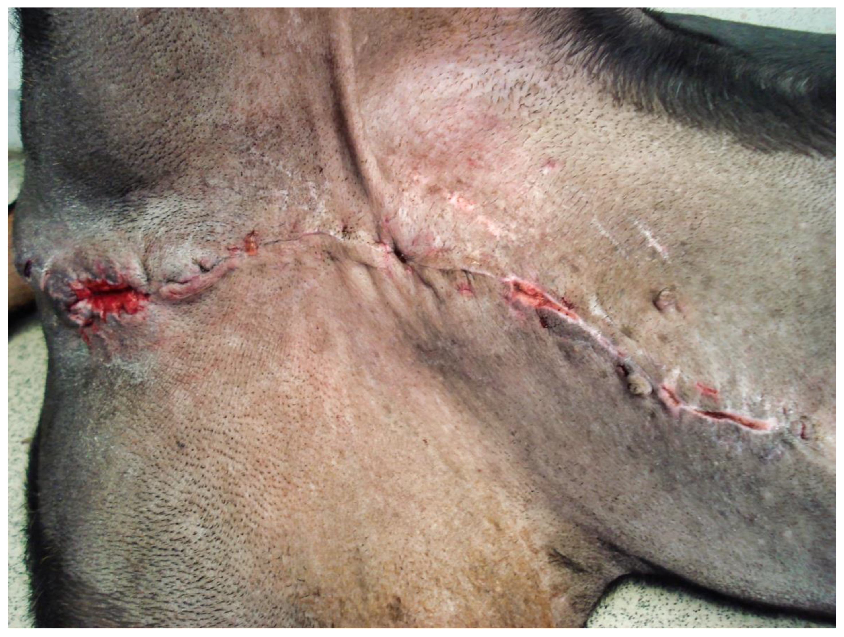 Vetsci 09 00518 g010