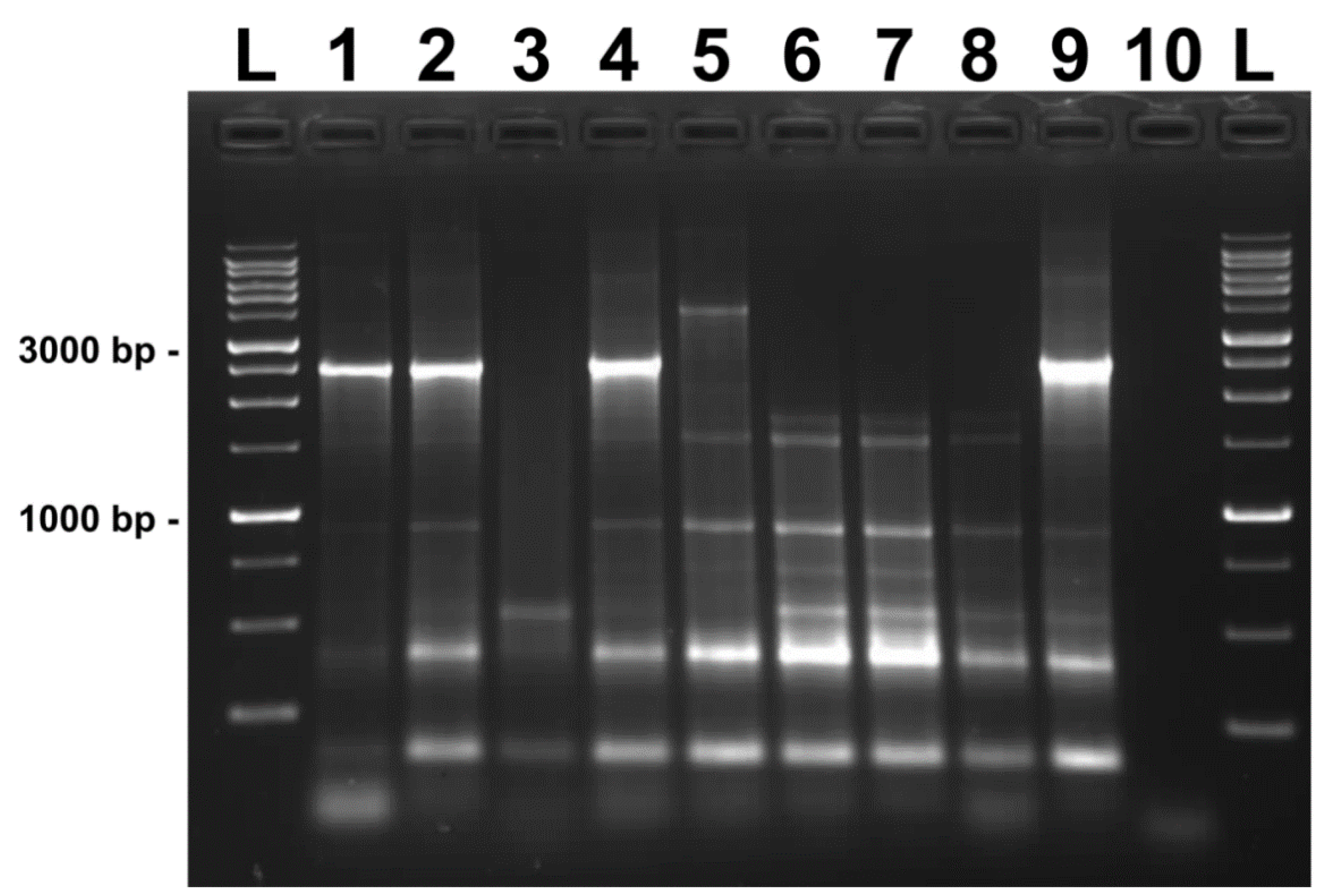 Vetsci 09 00521 g001