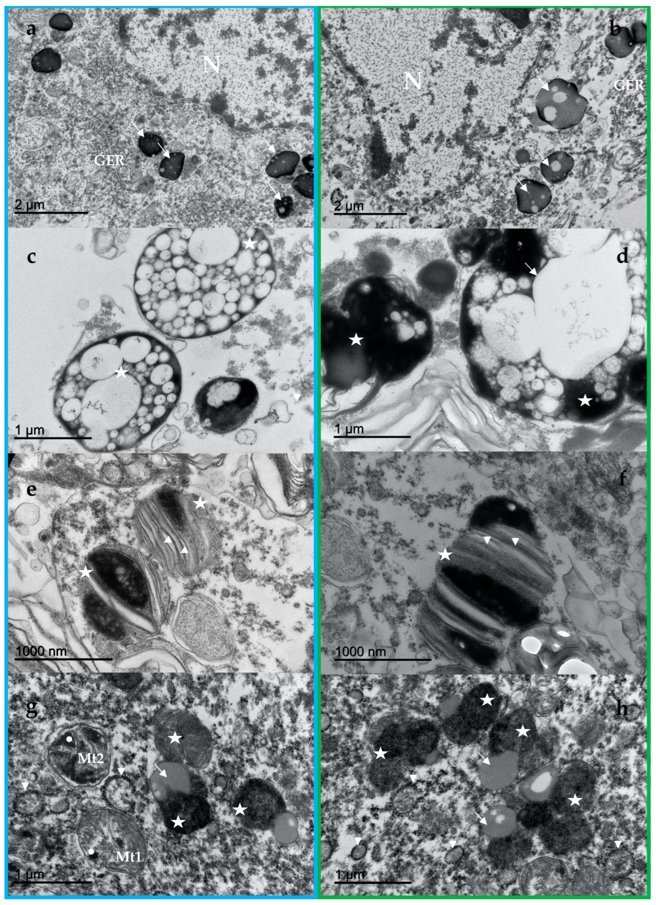 Vetsci 09 00525 g002 Vetsci 09 00525 g002