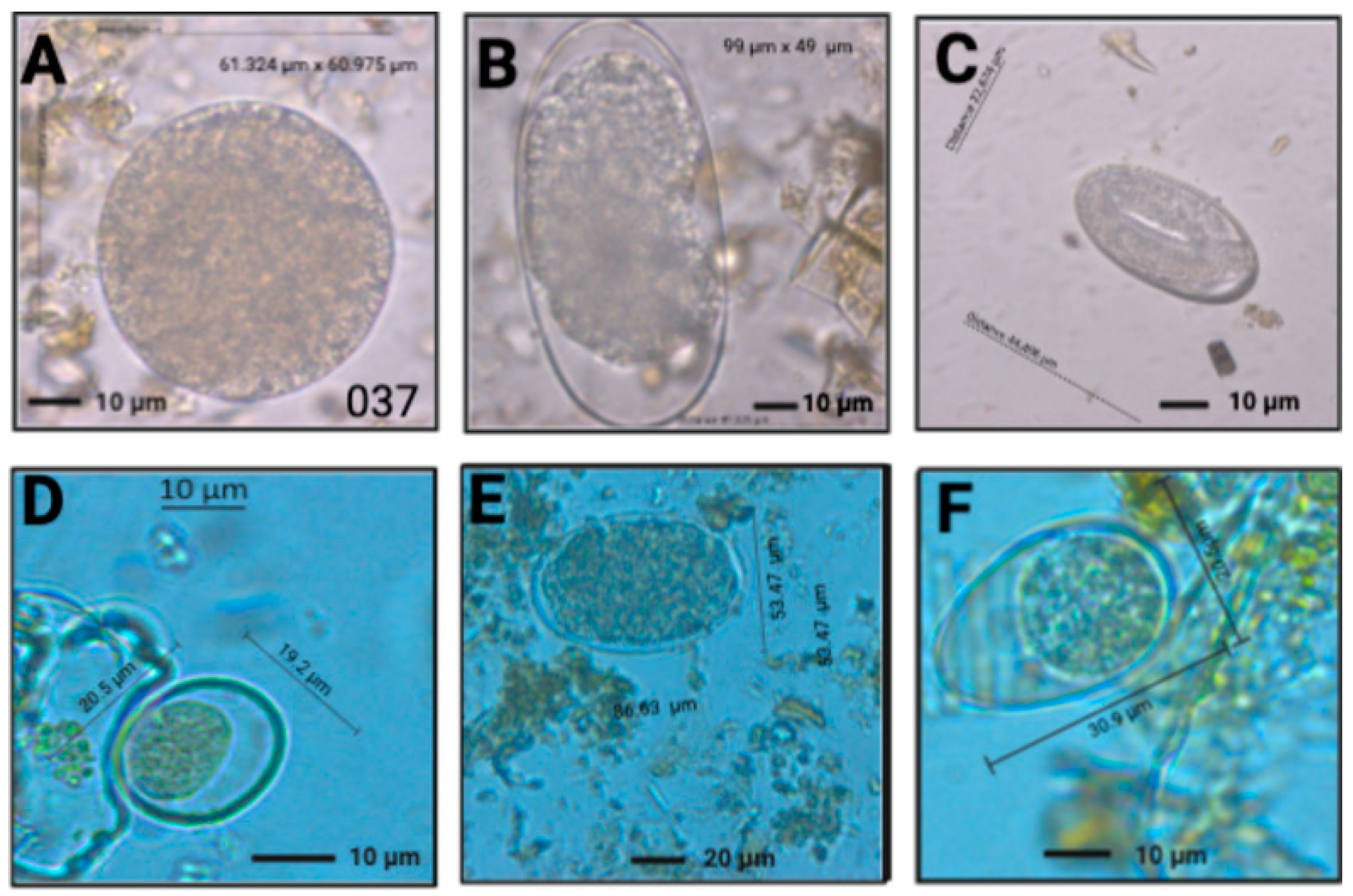 Vetsci 09 00537 g004 Vetsci 09 00537 g004
