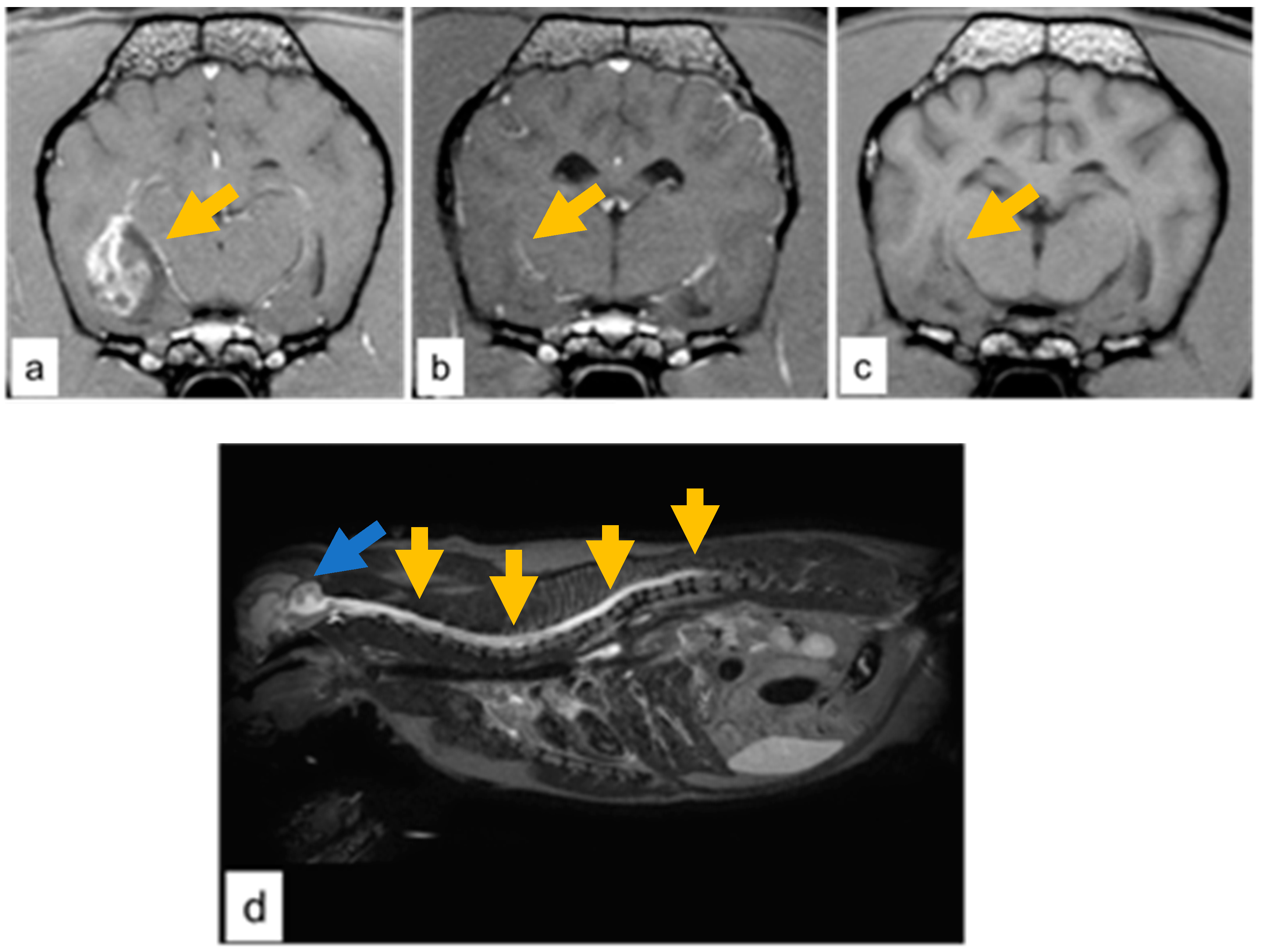 Vetsci 09 00541 g001