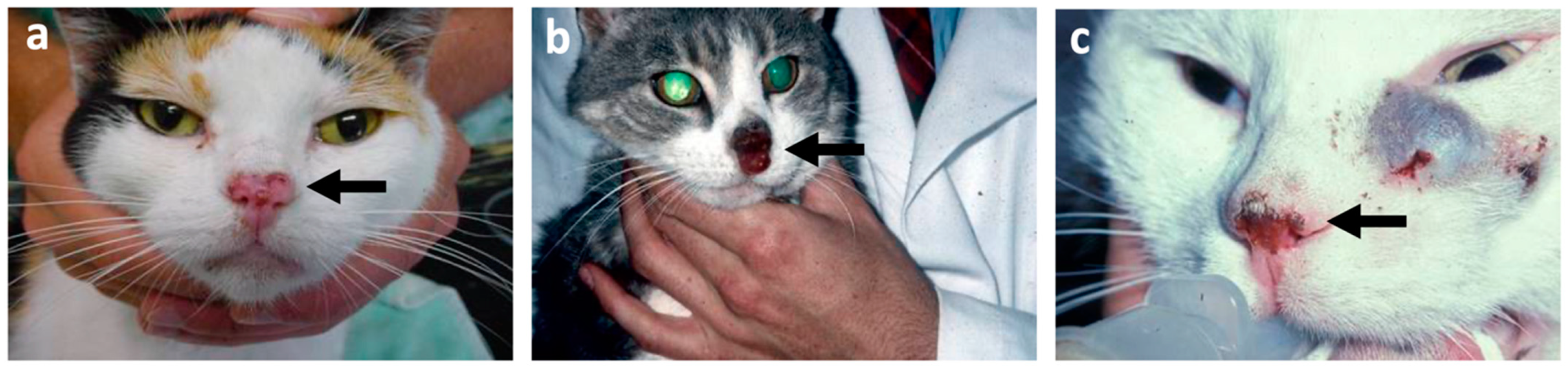 Vetsci 09 00547 g004 Vetsci 09 00547 g004