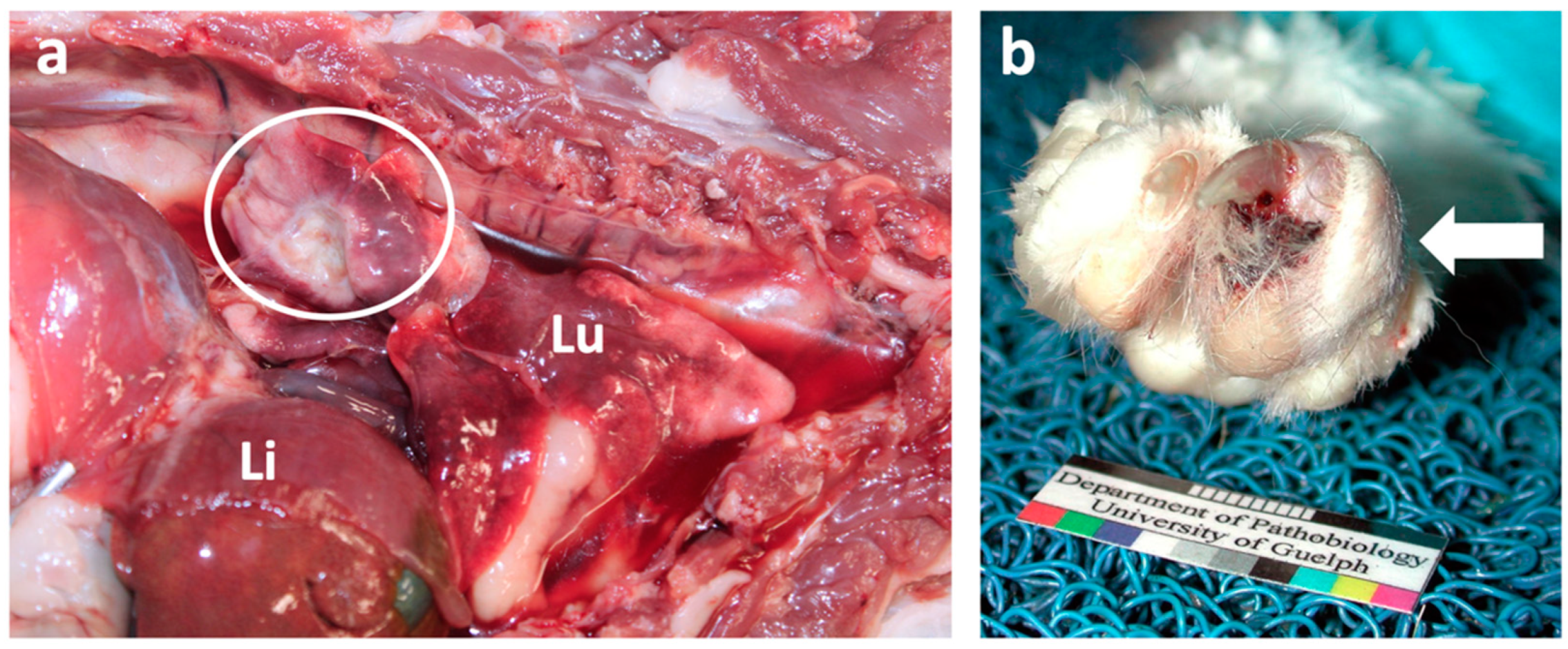 Vetsci 09 00547 g006 Vetsci 09 00547 g006