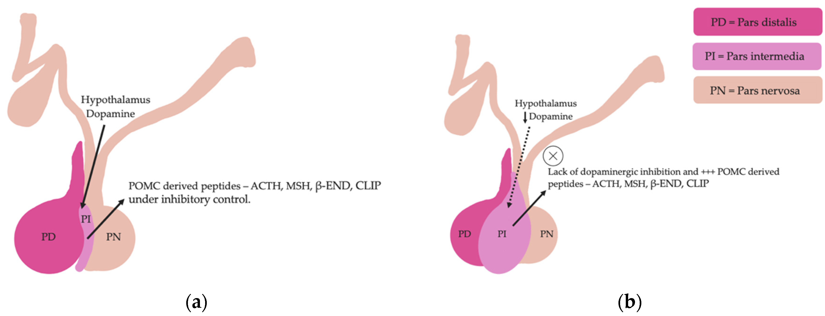 Vetsci 09 00556 g002