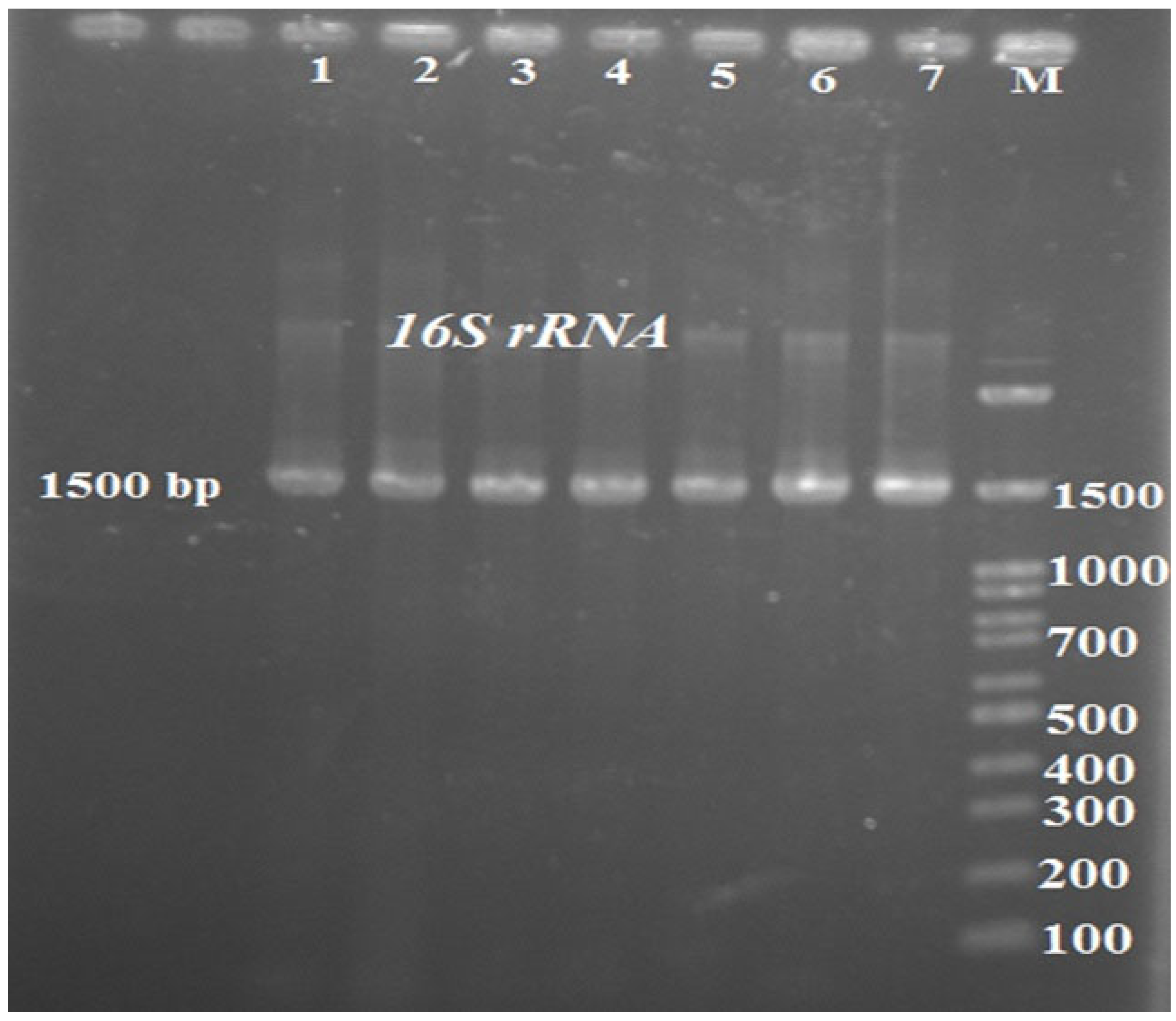Vetsci 09 00562 g002 Vetsci 09 00562 g002