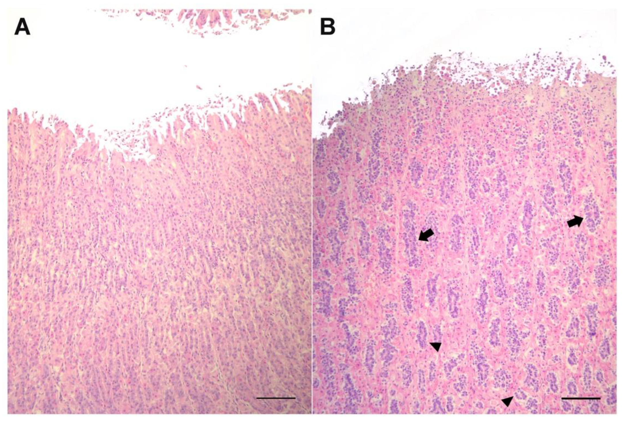 Vetsci 09 00571 g002 Vetsci 09 00571 g002