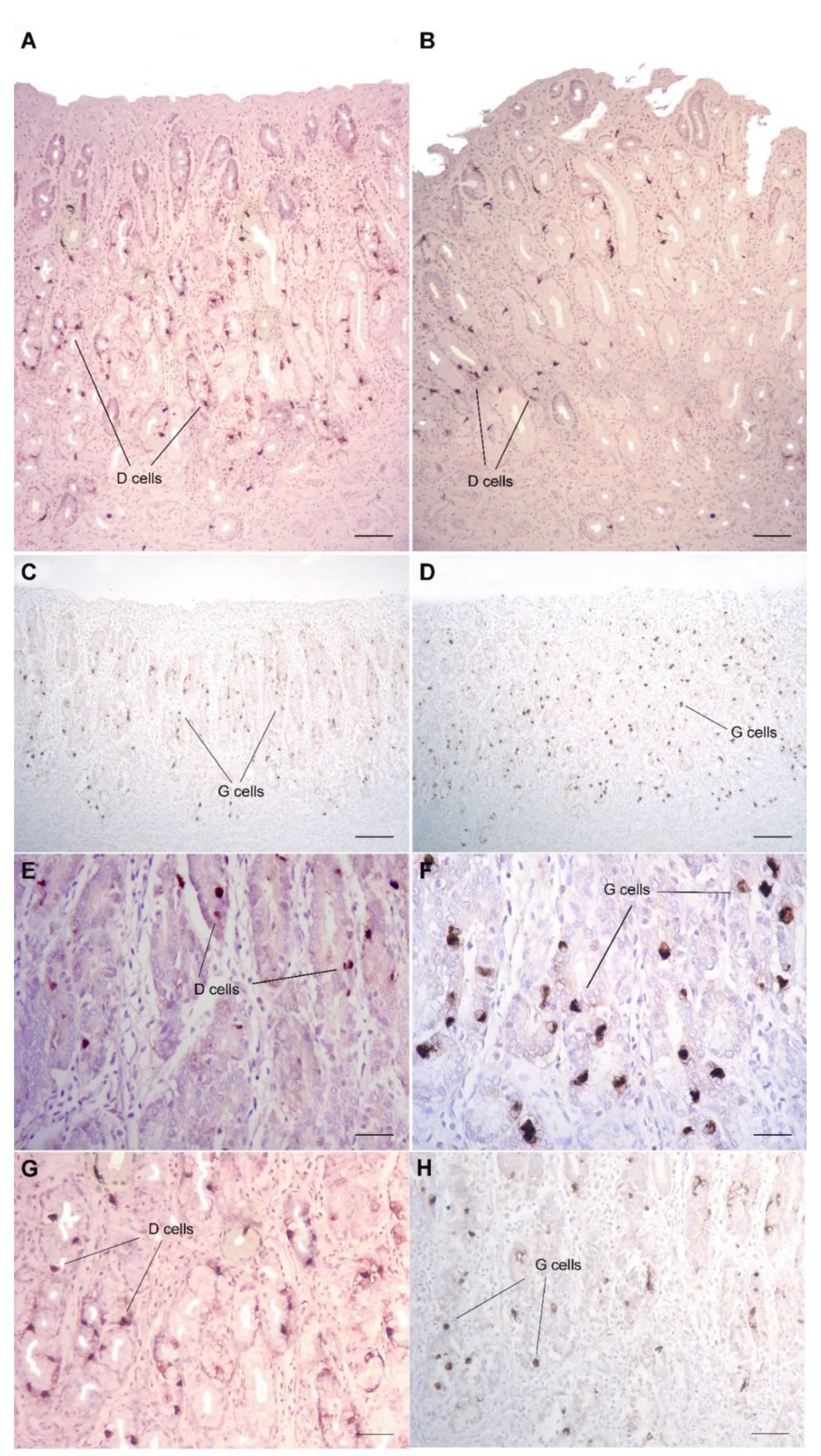 Vetsci 09 00571 g004 Vetsci 09 00571 g004