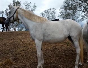 Vetsci 09 00572 i001 Vetsci 09 00572 i001