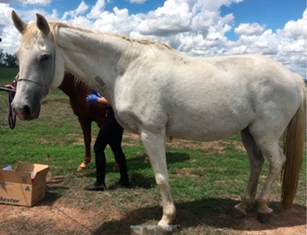 Vetsci 09 00572 i002 Vetsci 09 00572 i002