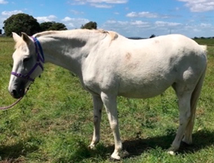 Vetsci 09 00572 i003 Vetsci 09 00572 i003