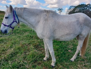 Vetsci 09 00572 i004 Vetsci 09 00572 i004