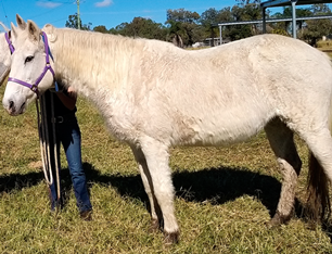 Vetsci 09 00572 i005 Vetsci 09 00572 i005