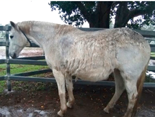 Vetsci 09 00572 i006 Vetsci 09 00572 i006