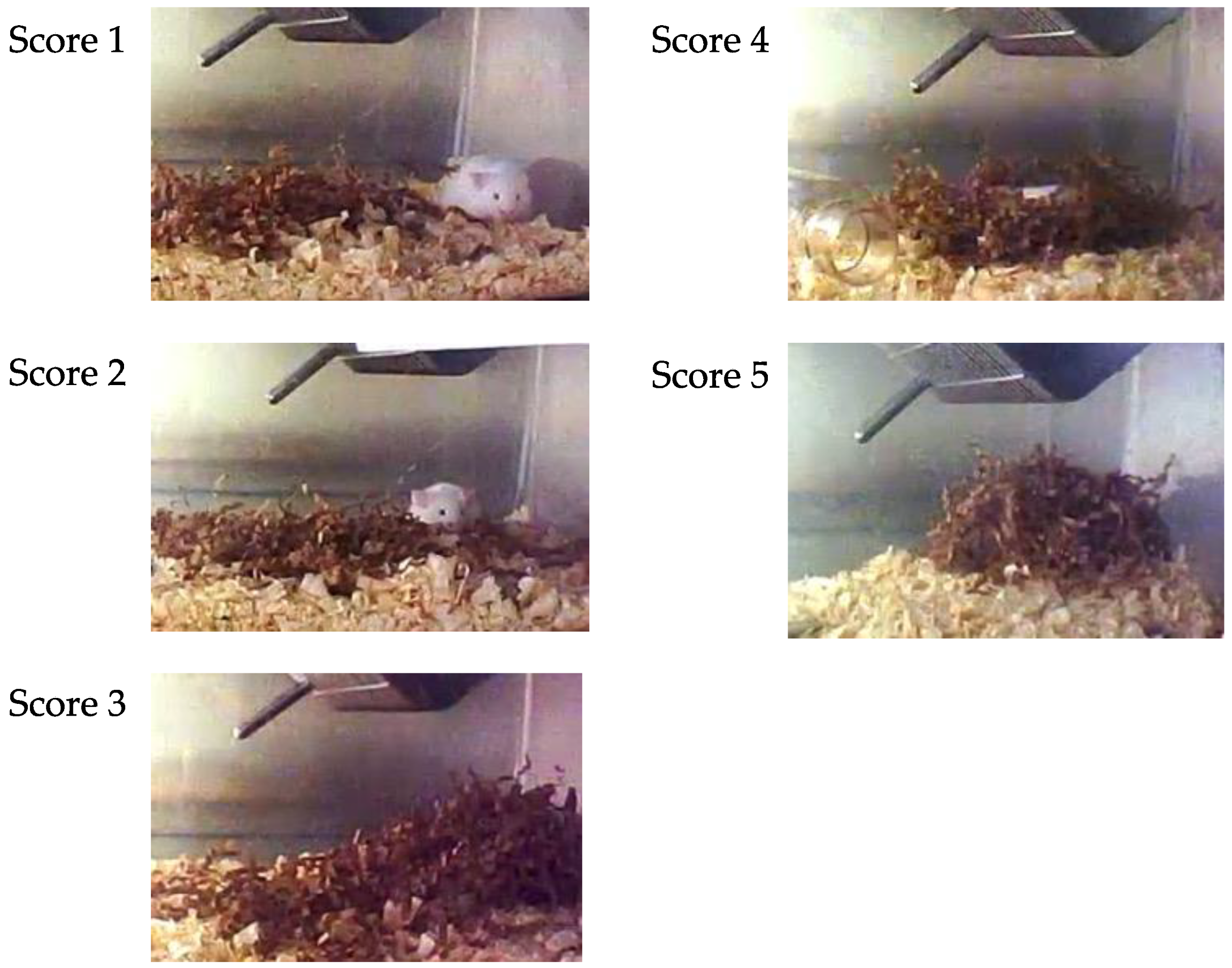 Vetsci 09 00589 g002 Vetsci 09 00589 g002