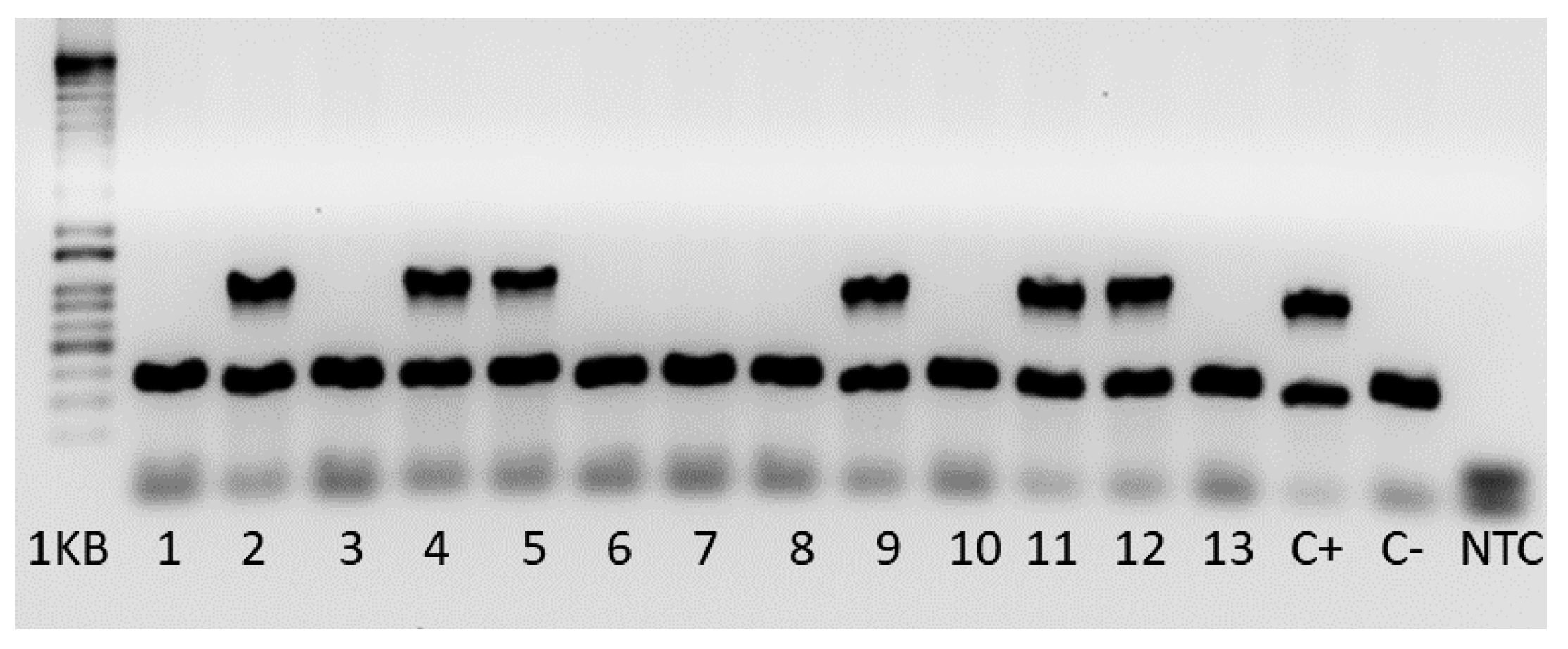 Vetsci 09 00636 g004