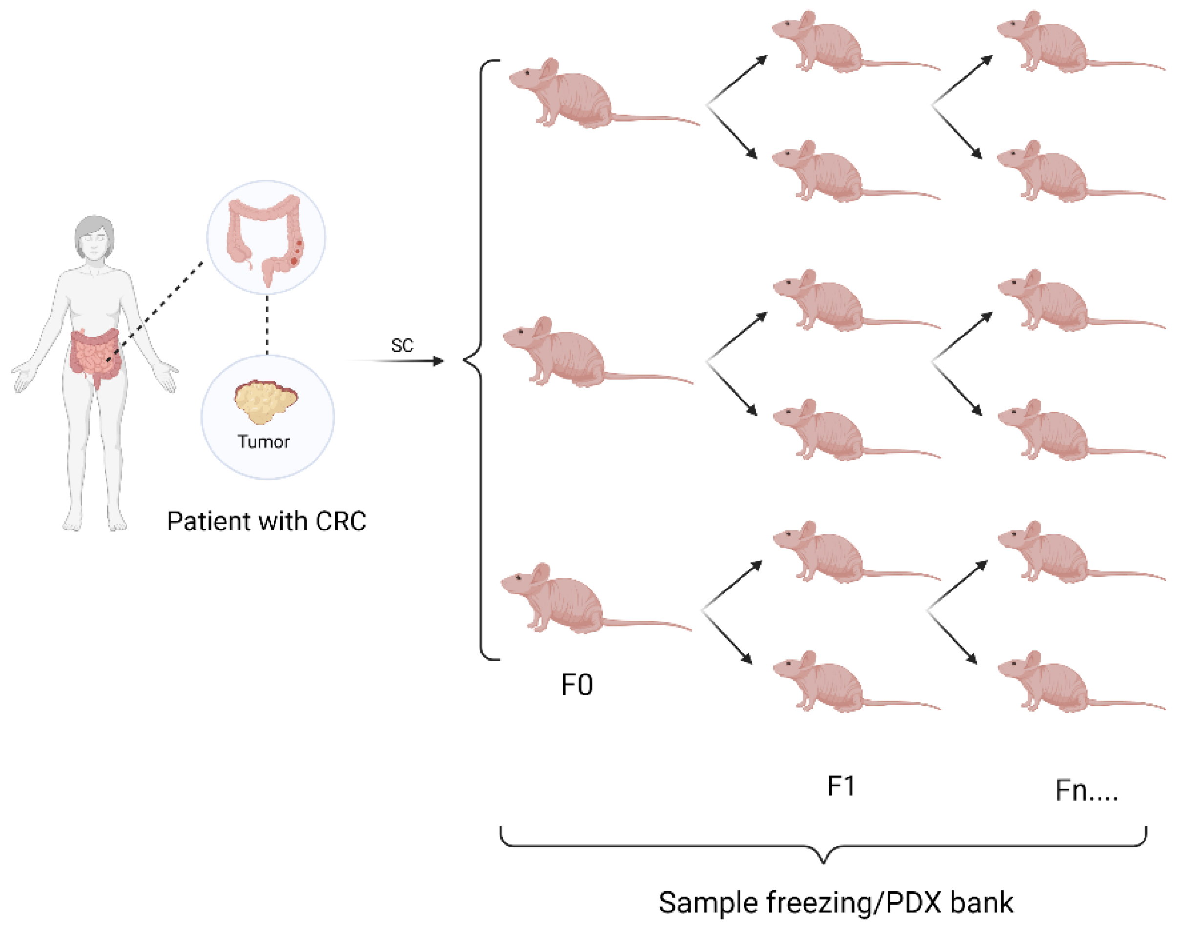 Vetsci 09 00636 g005