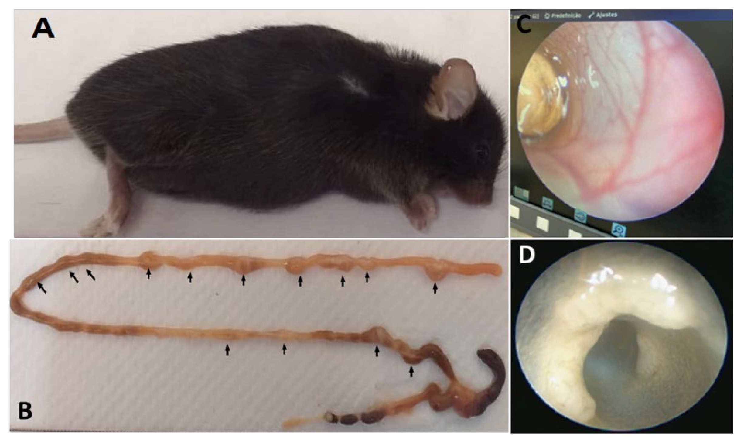 Vetsci 09 00636 g006