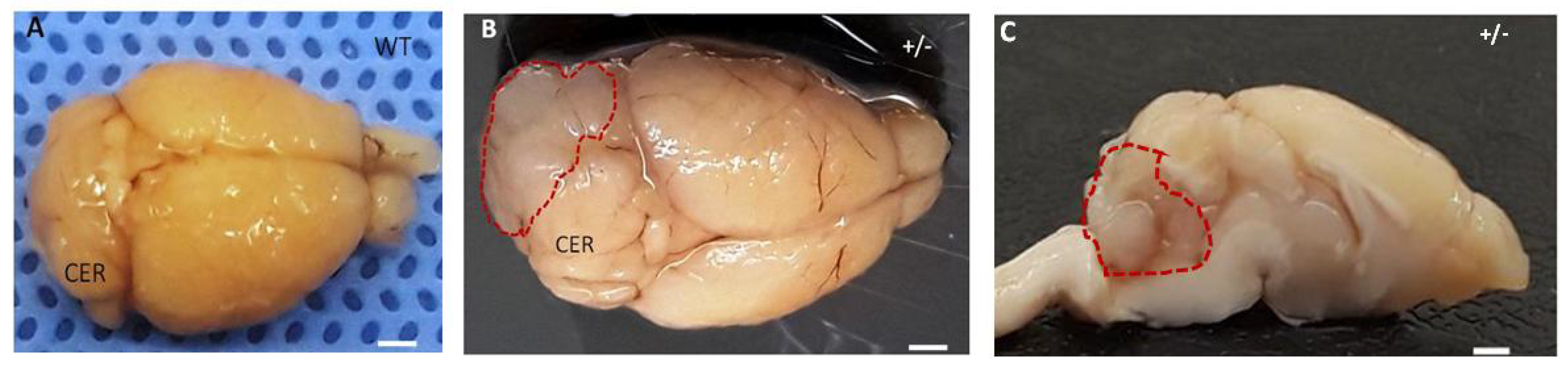 Vetsci 09 00636 g008