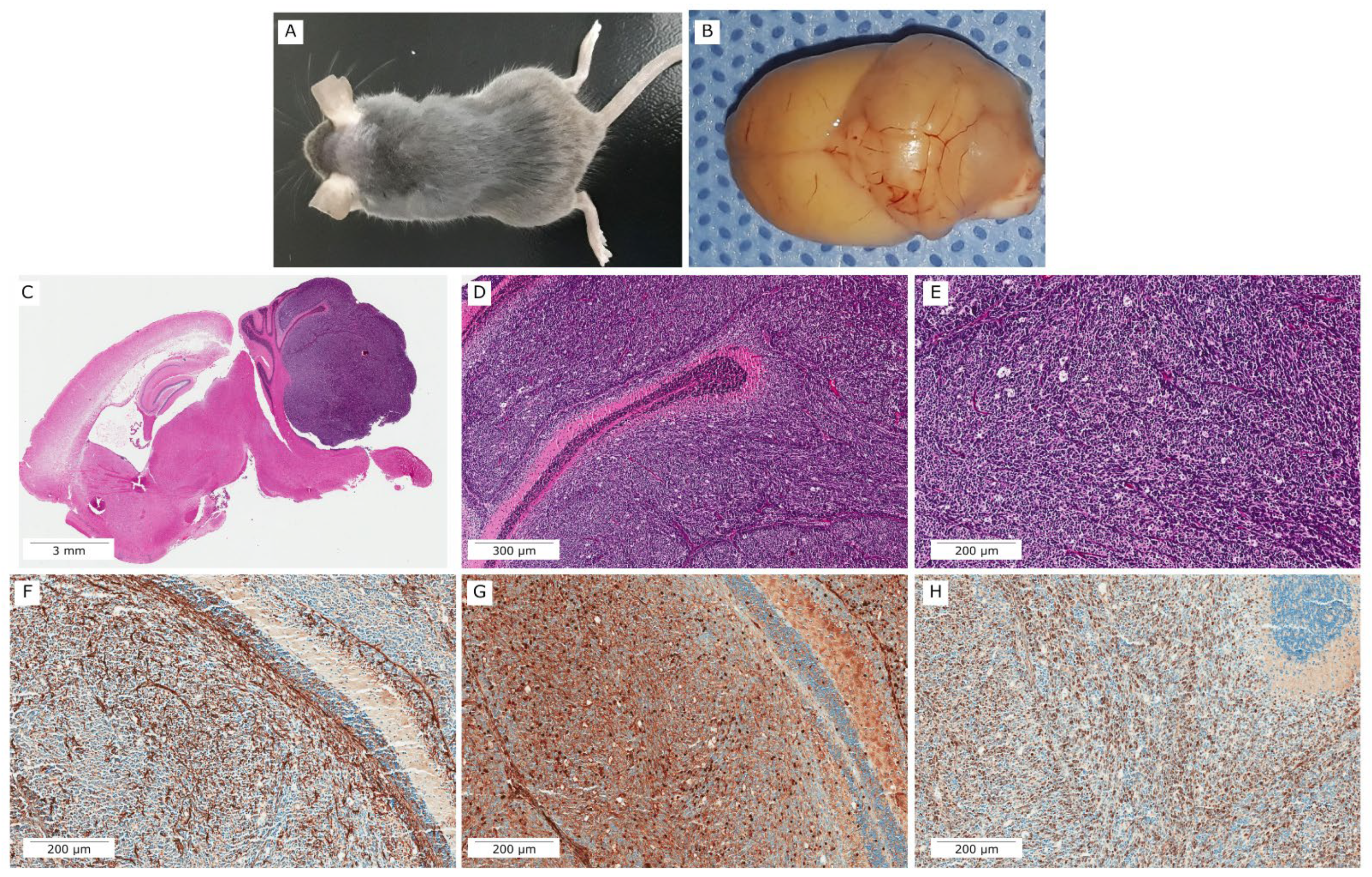 Vetsci 09 00636 g009