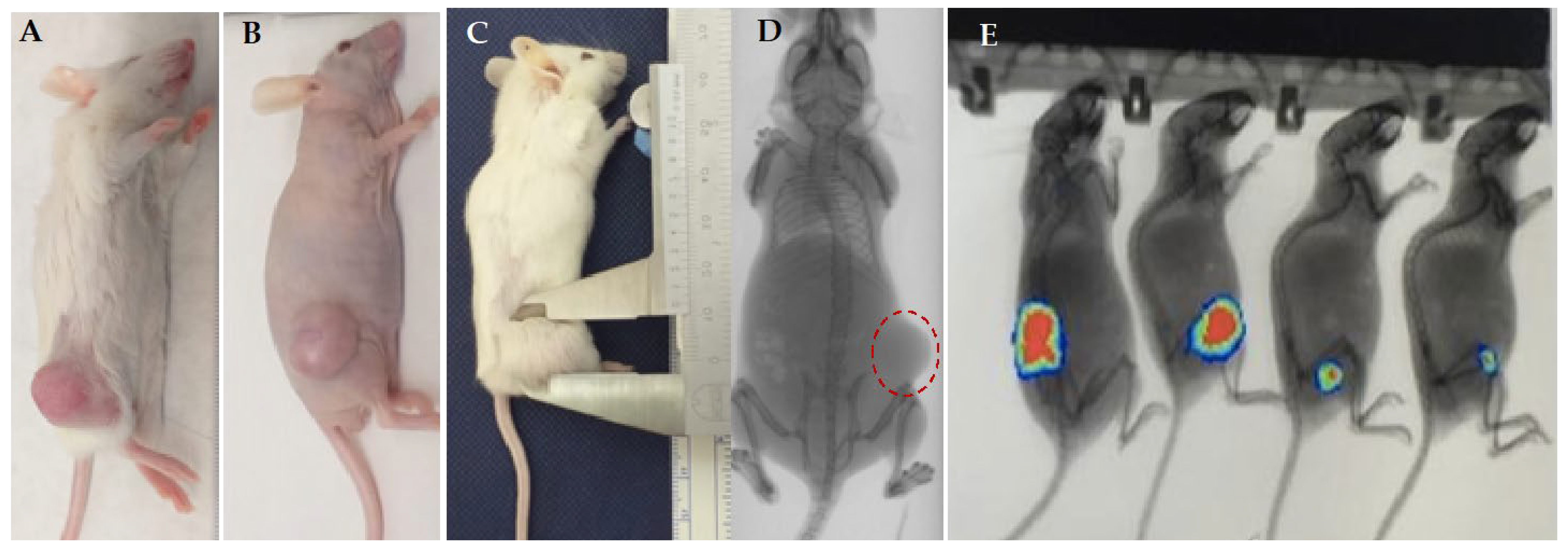 Vetsci 09 00636 g010