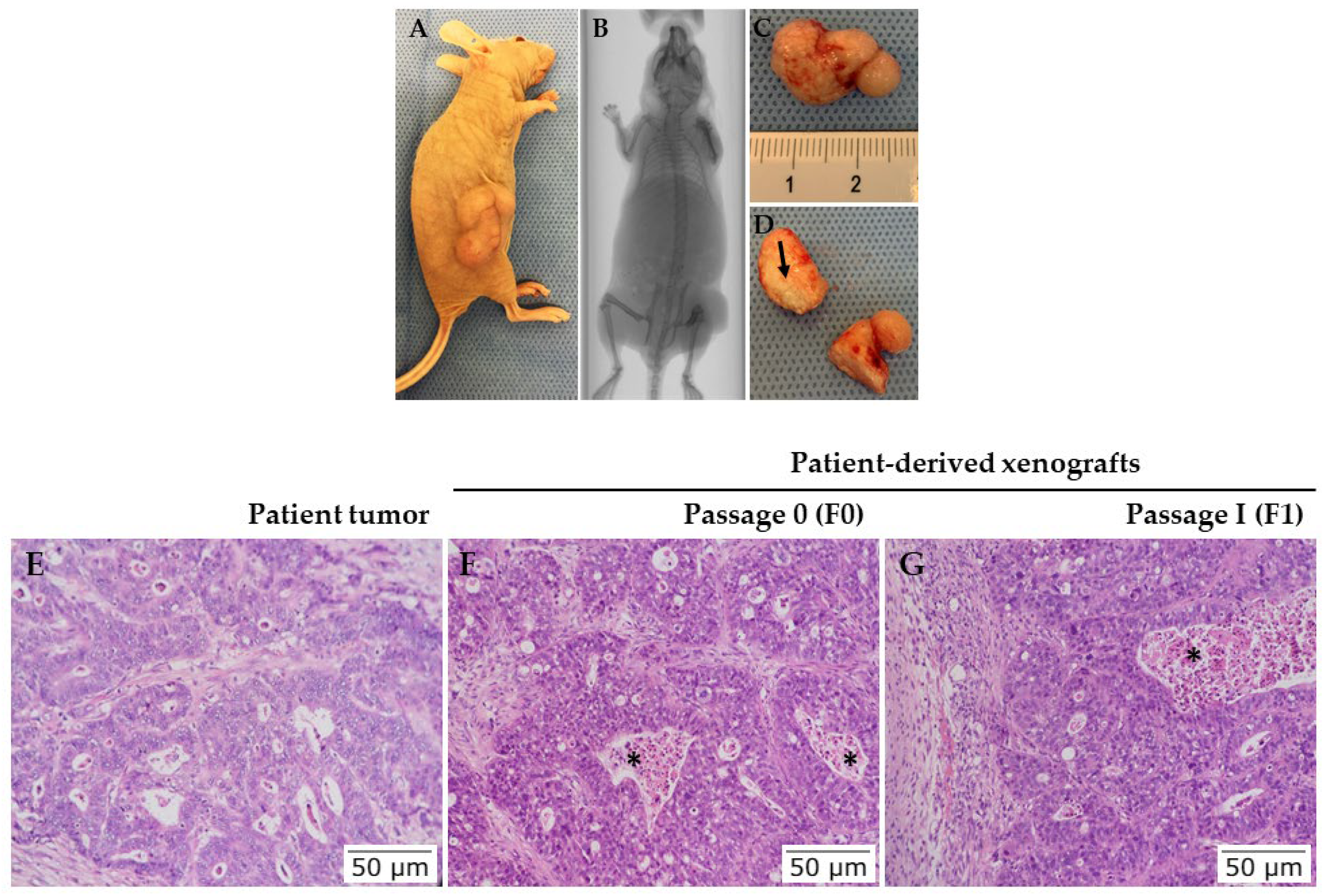 Vetsci 09 00636 g013