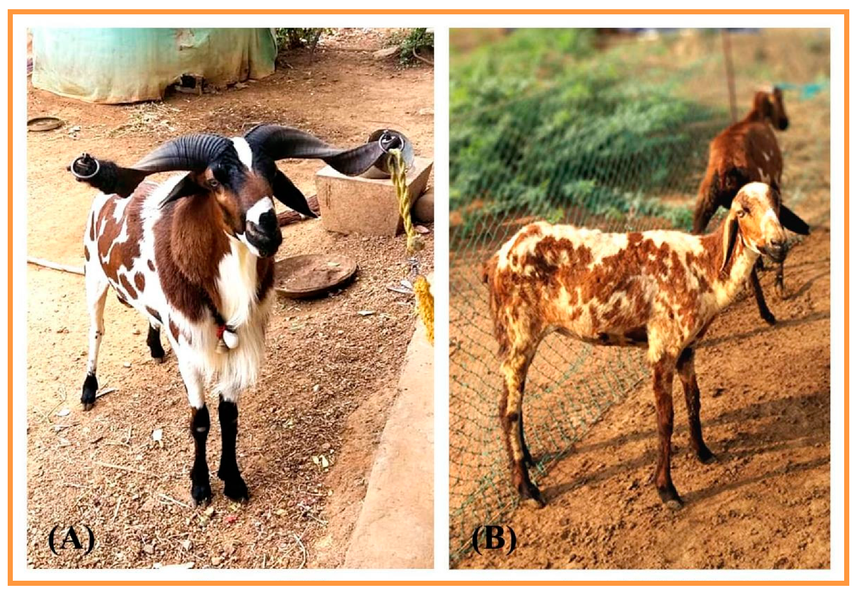 Vetsci 09 00647 g001 Vetsci 09 00647 g001