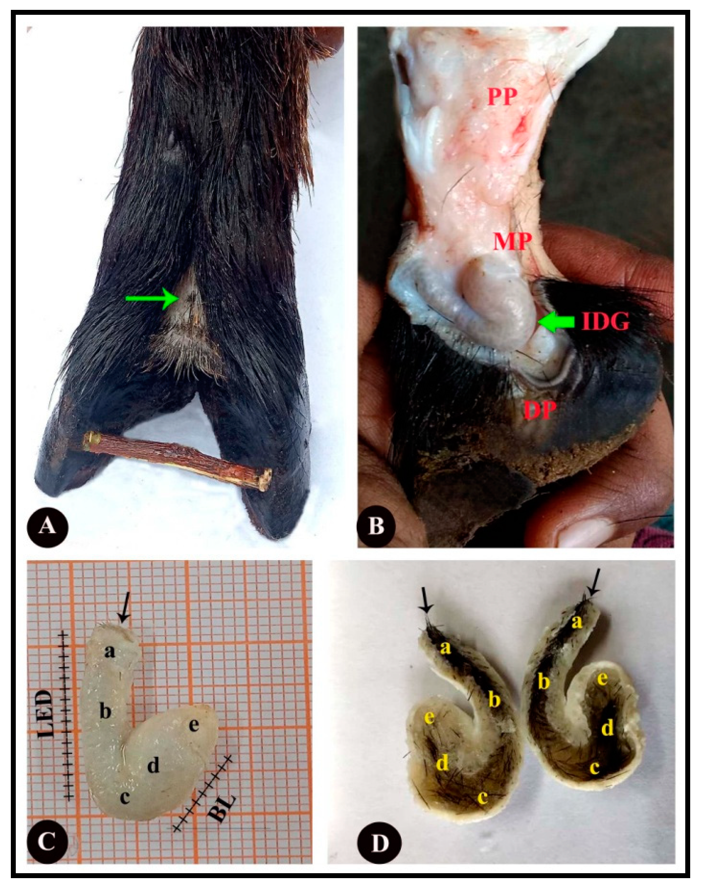 Vetsci 09 00647 g002 Vetsci 09 00647 g002