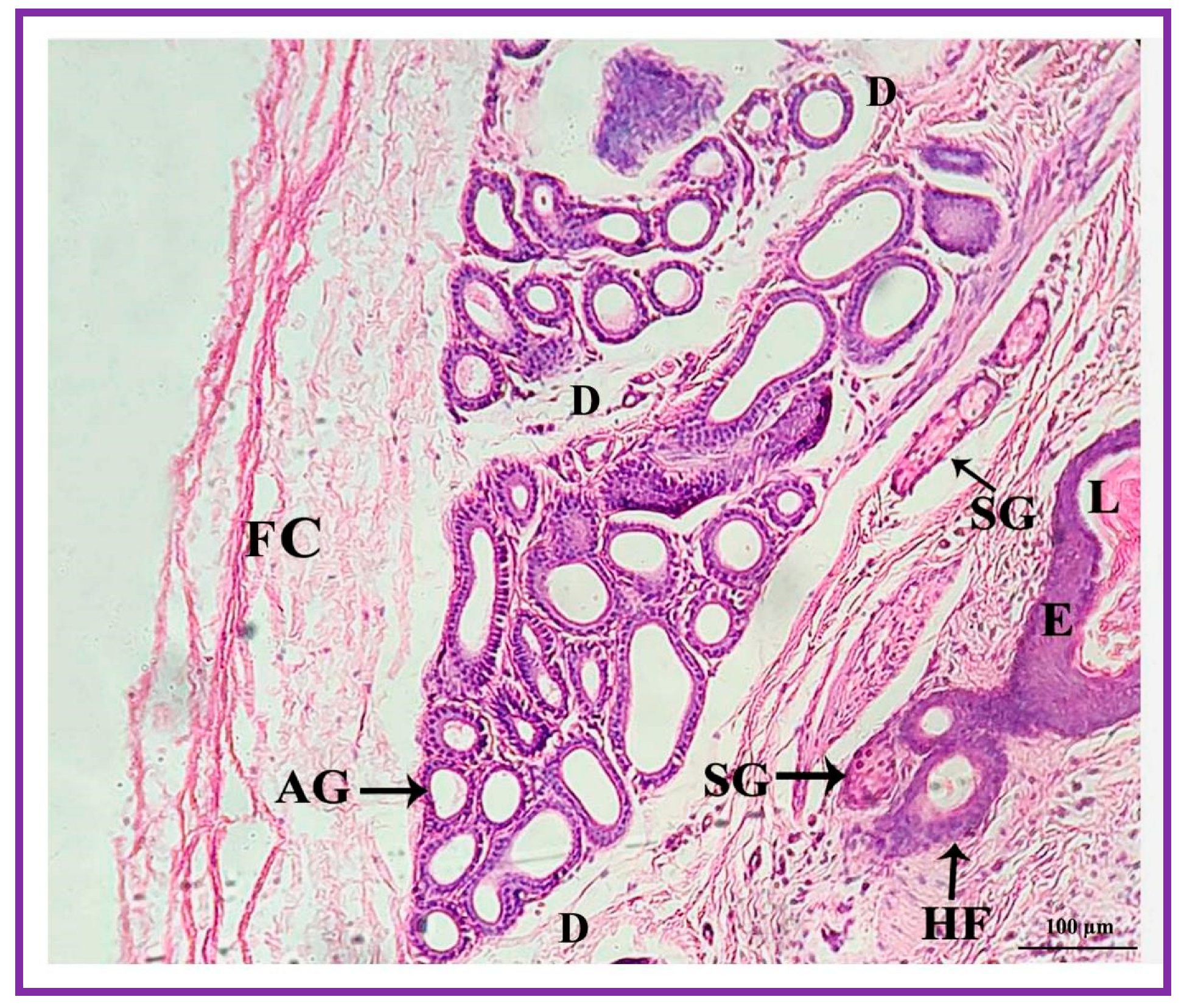 Vetsci 09 00647 g004 Vetsci 09 00647 g004