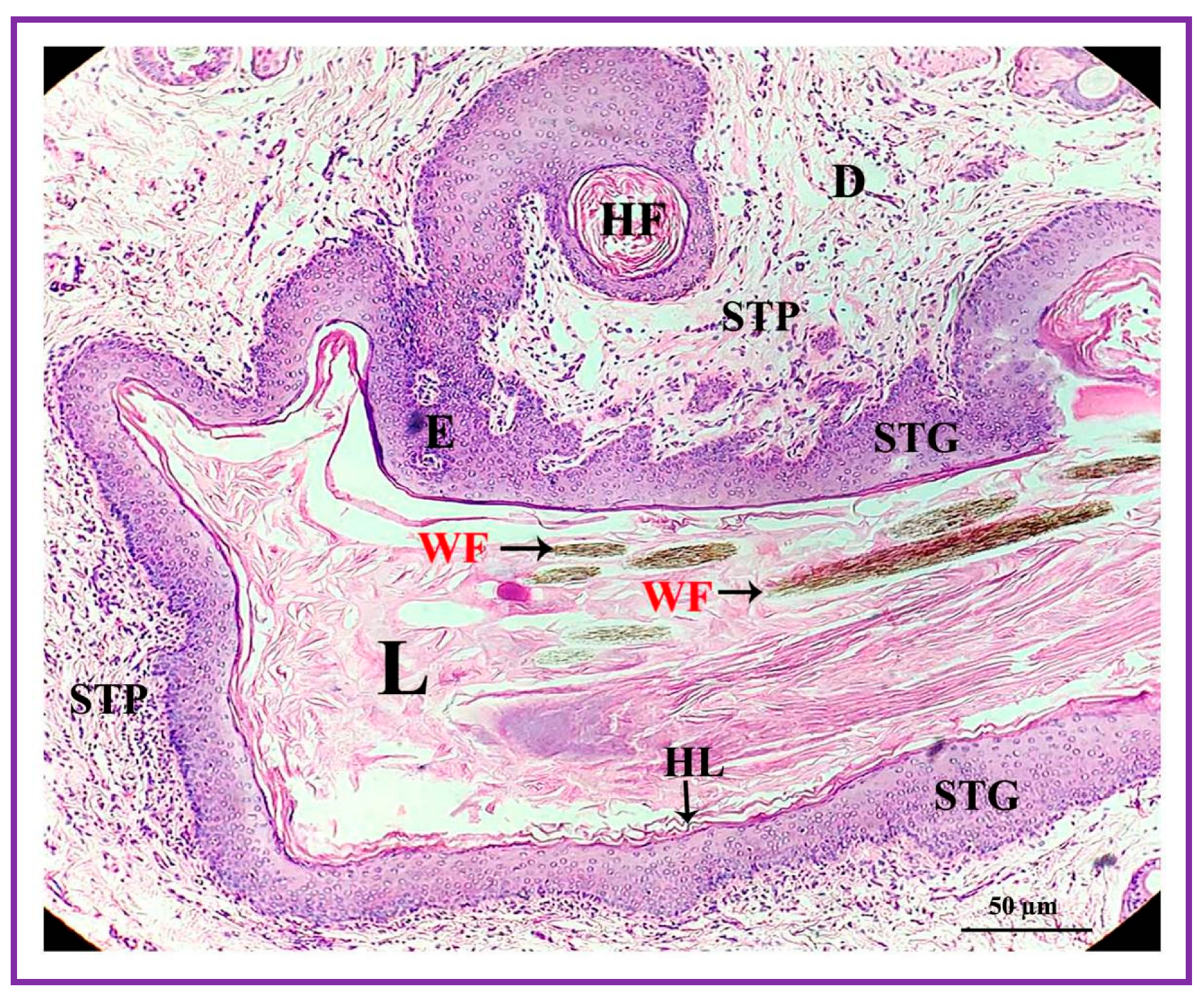Vetsci 09 00647 g005 Vetsci 09 00647 g005
