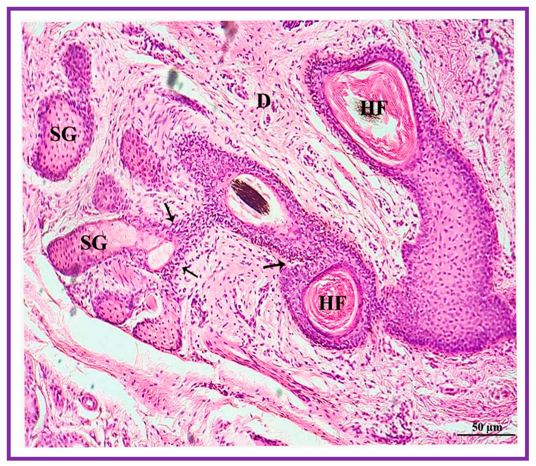 Vetsci 09 00647 g007 Vetsci 09 00647 g007