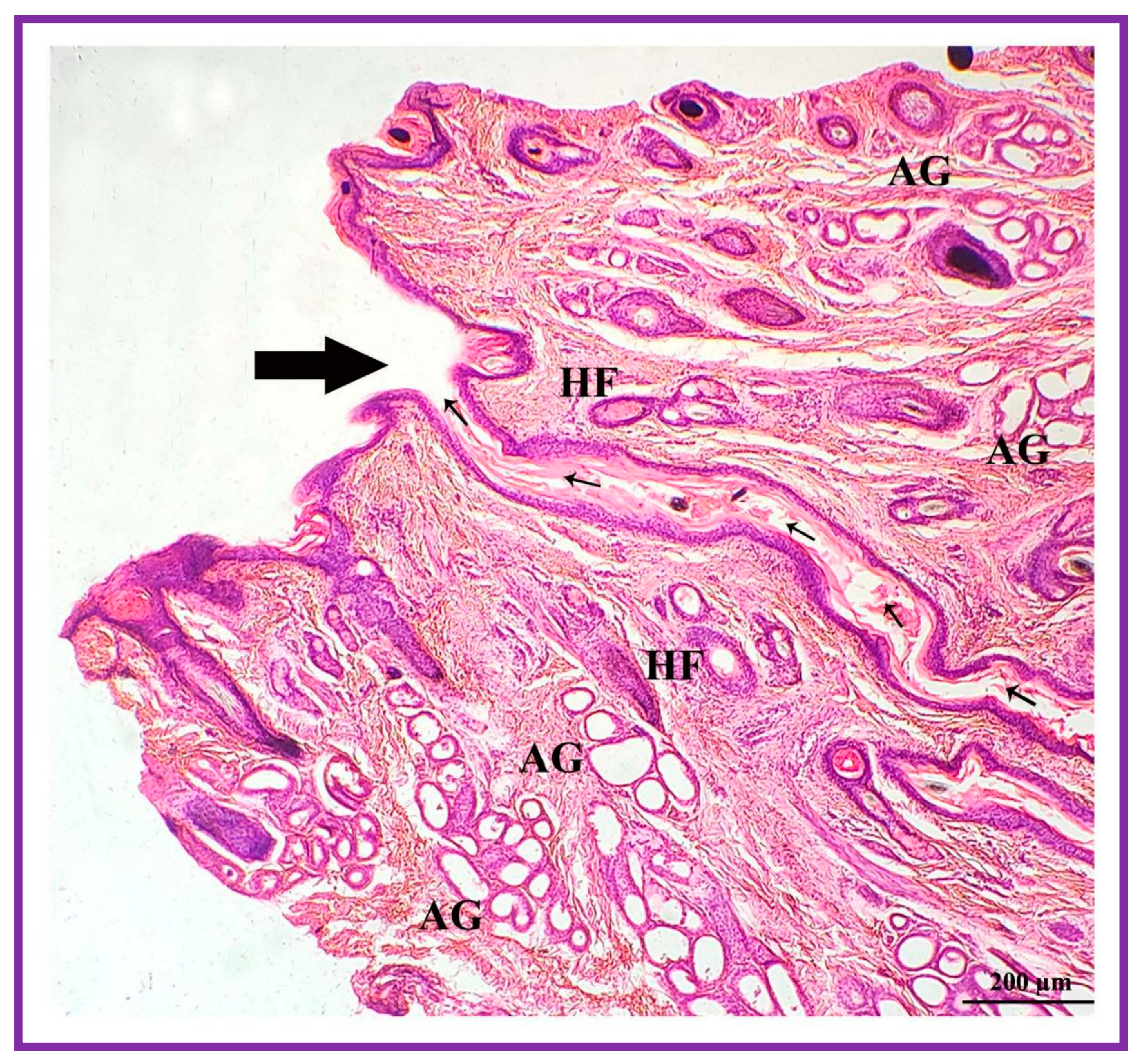 Vetsci 09 00647 g008 Vetsci 09 00647 g008