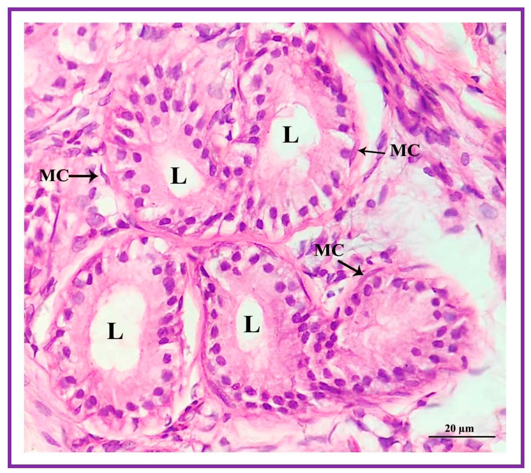 Vetsci 09 00647 g009 Vetsci 09 00647 g009