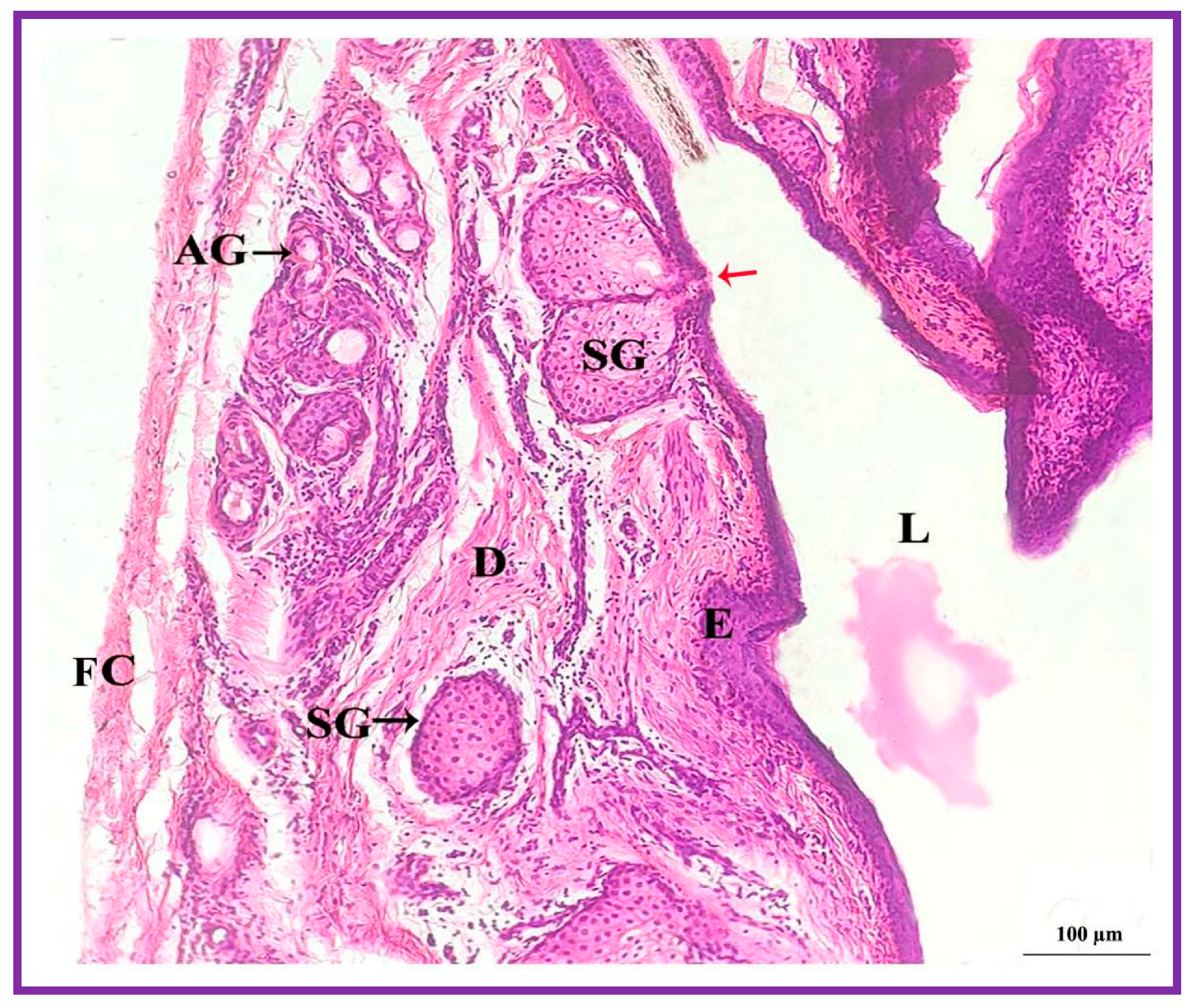 Vetsci 09 00647 g010 Vetsci 09 00647 g010