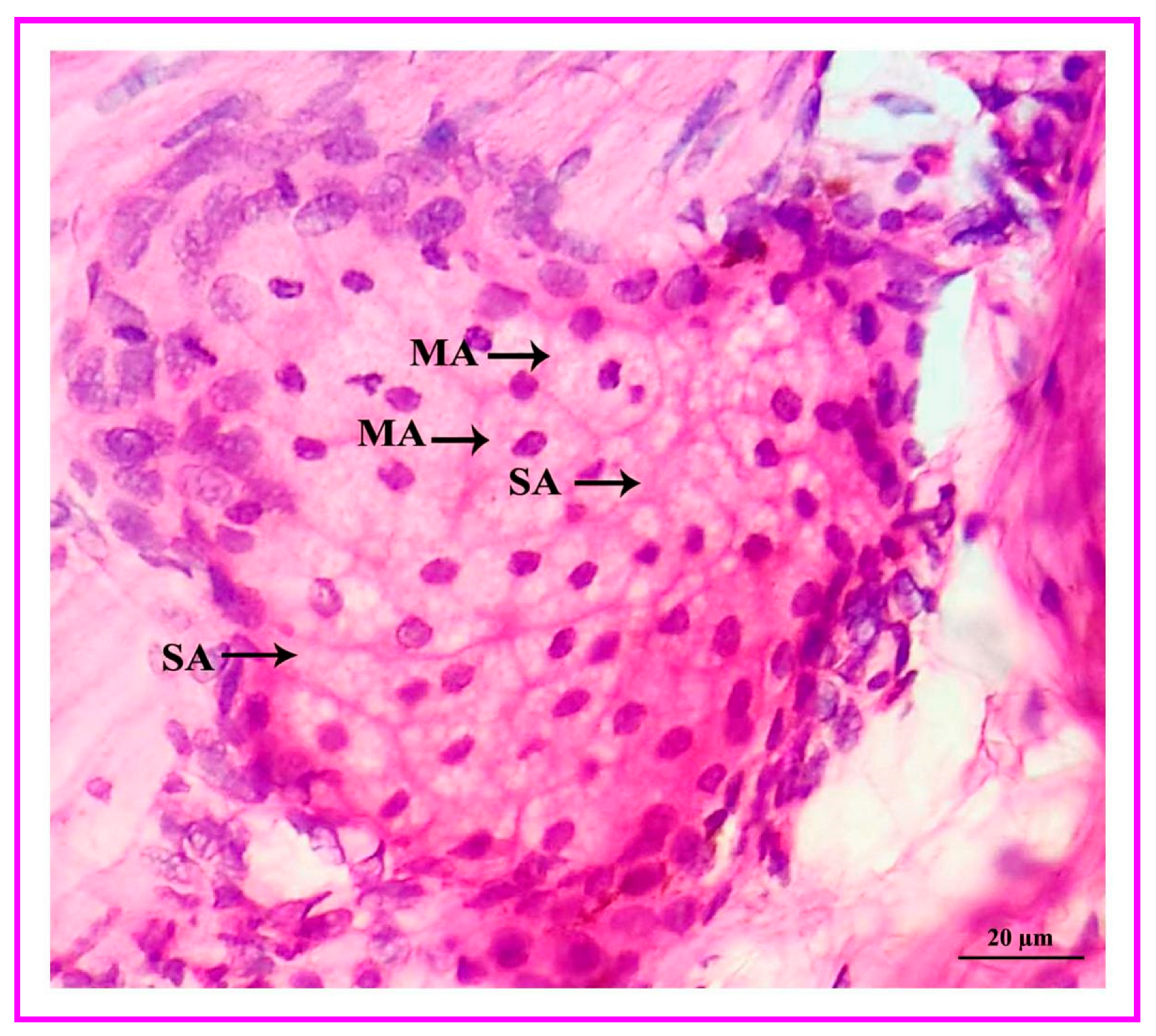 Vetsci 09 00647 g011 Vetsci 09 00647 g011