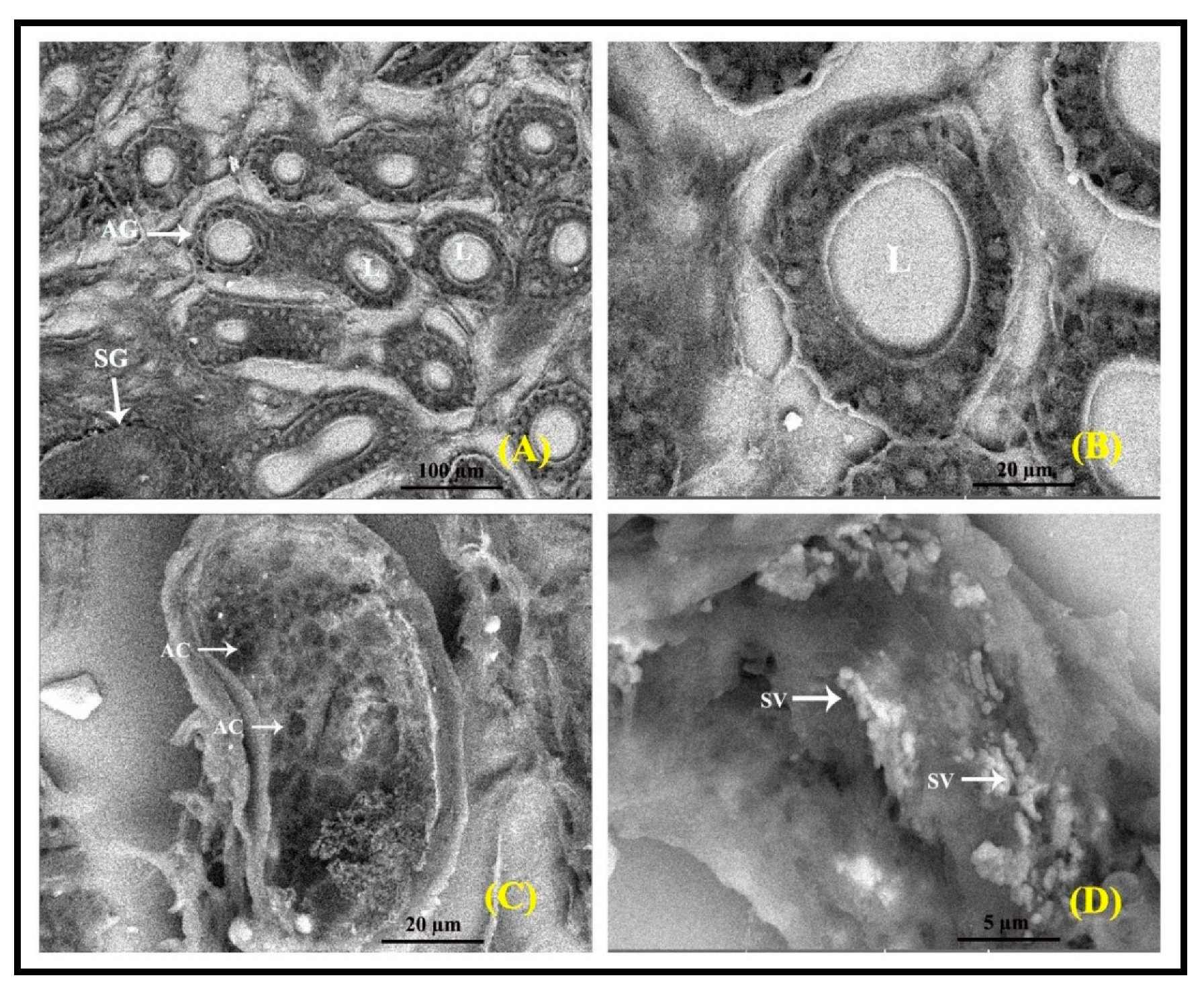 Vetsci 09 00647 g012 Vetsci 09 00647 g012