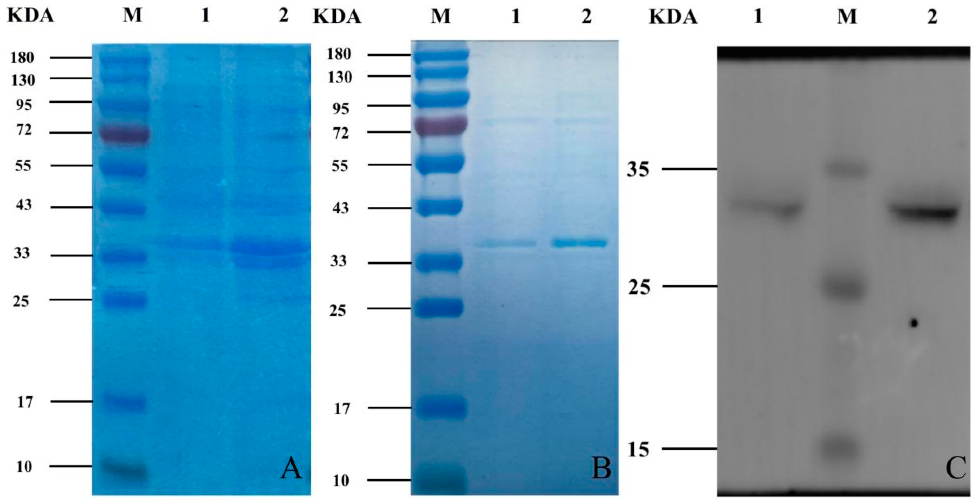Vetsci 09 00676 g003