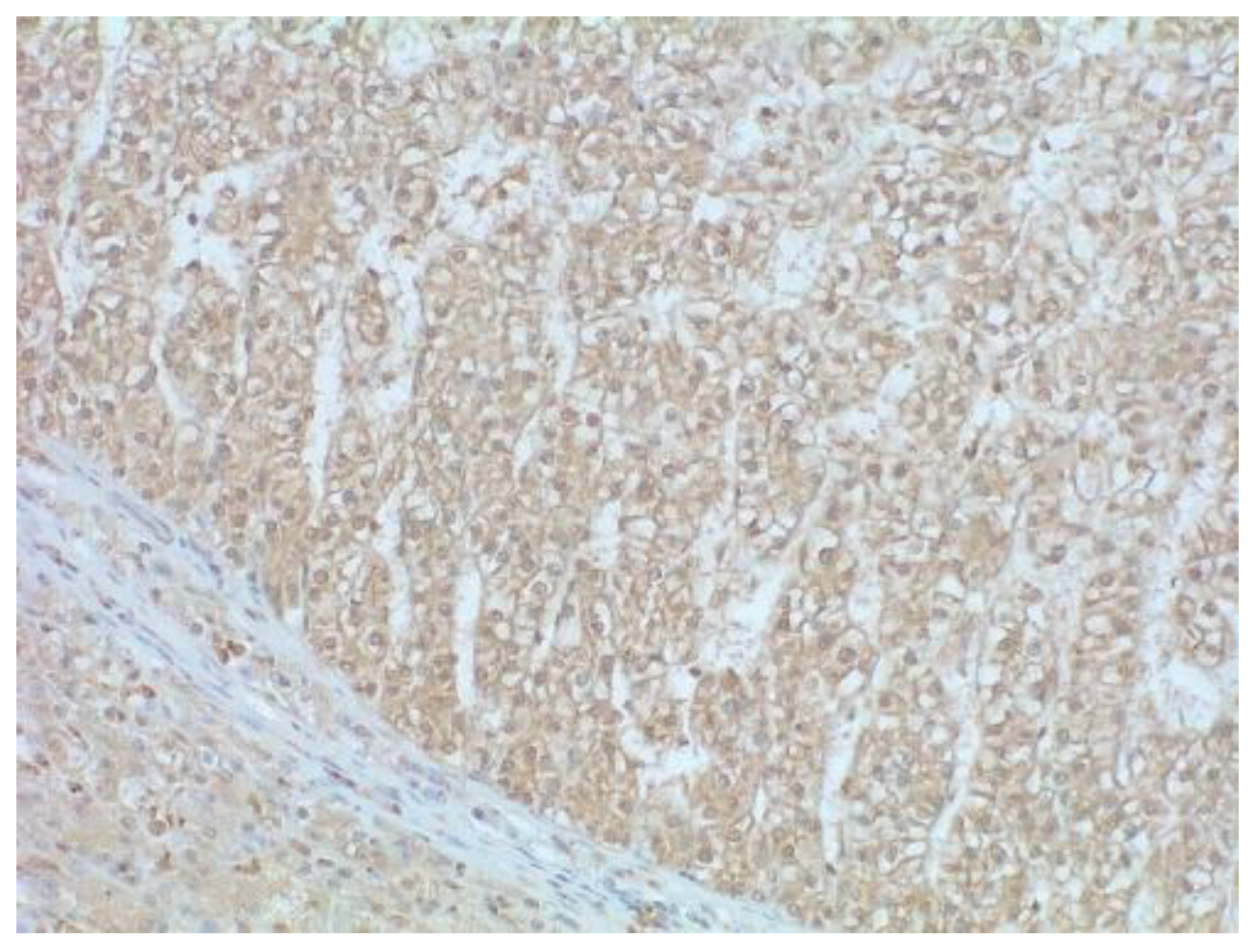 Vetsci 09 00689 g001