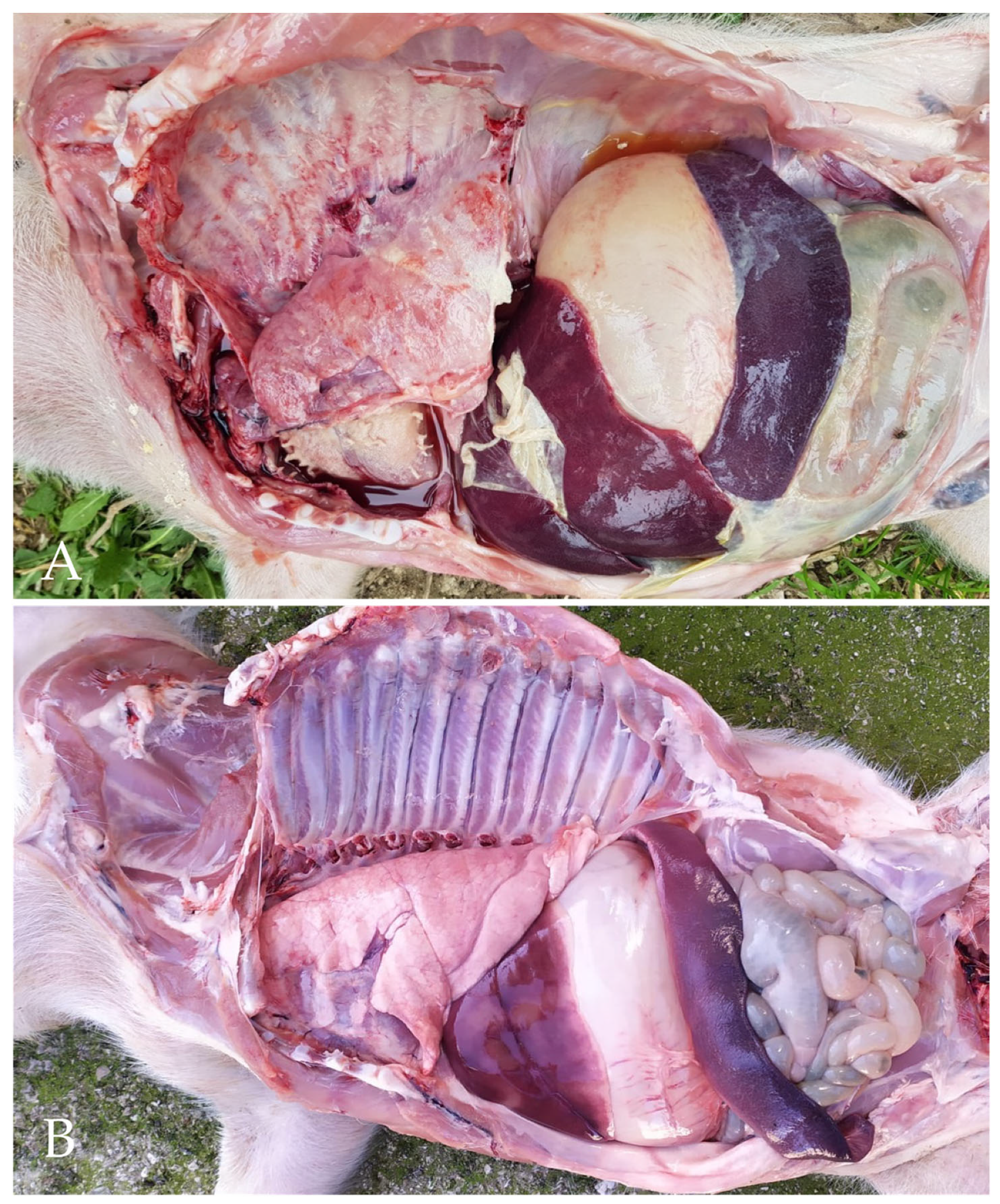 Vetsci 09 00691 g002