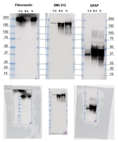 Vetsci 09 00692 g0a1