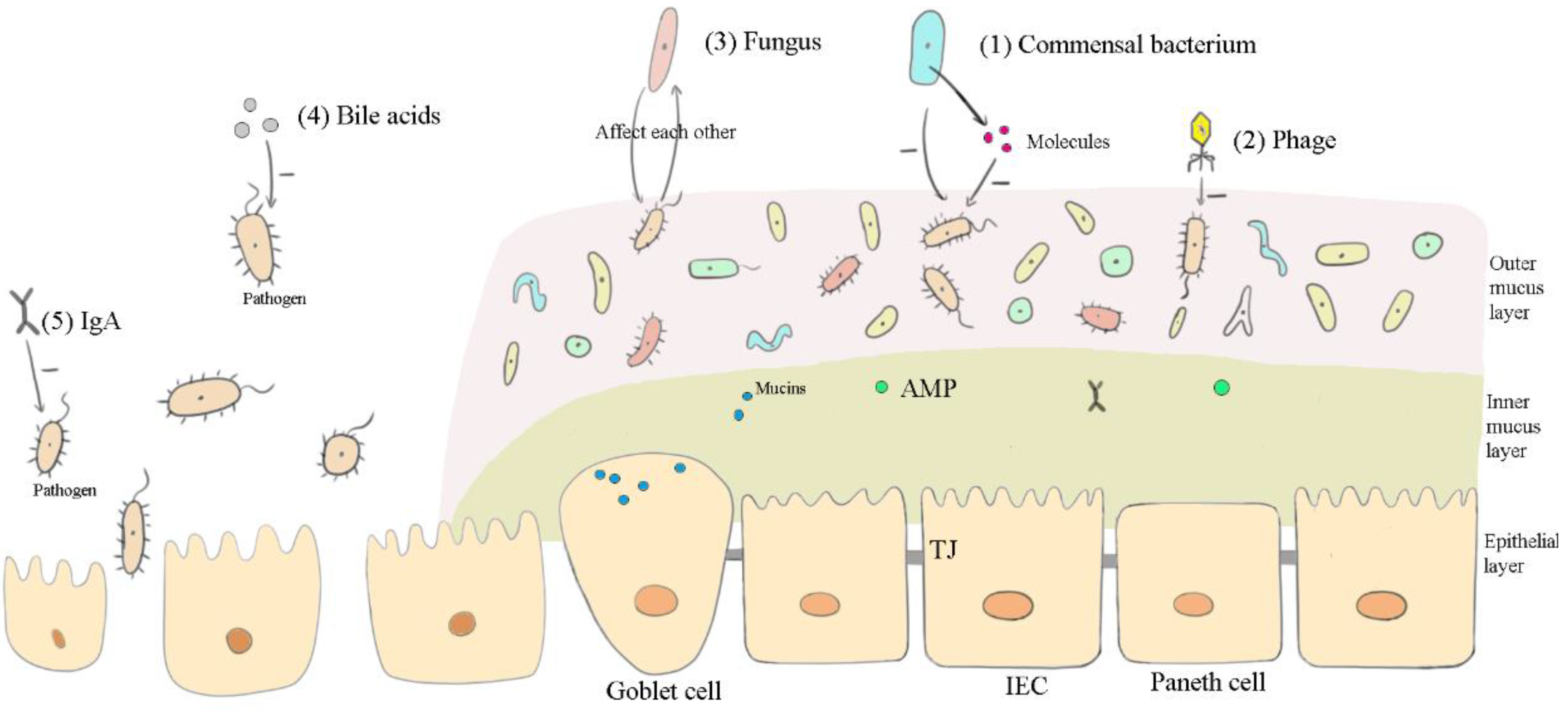 Vetsci 09 00695 g001 Vetsci 09 00695 g001
