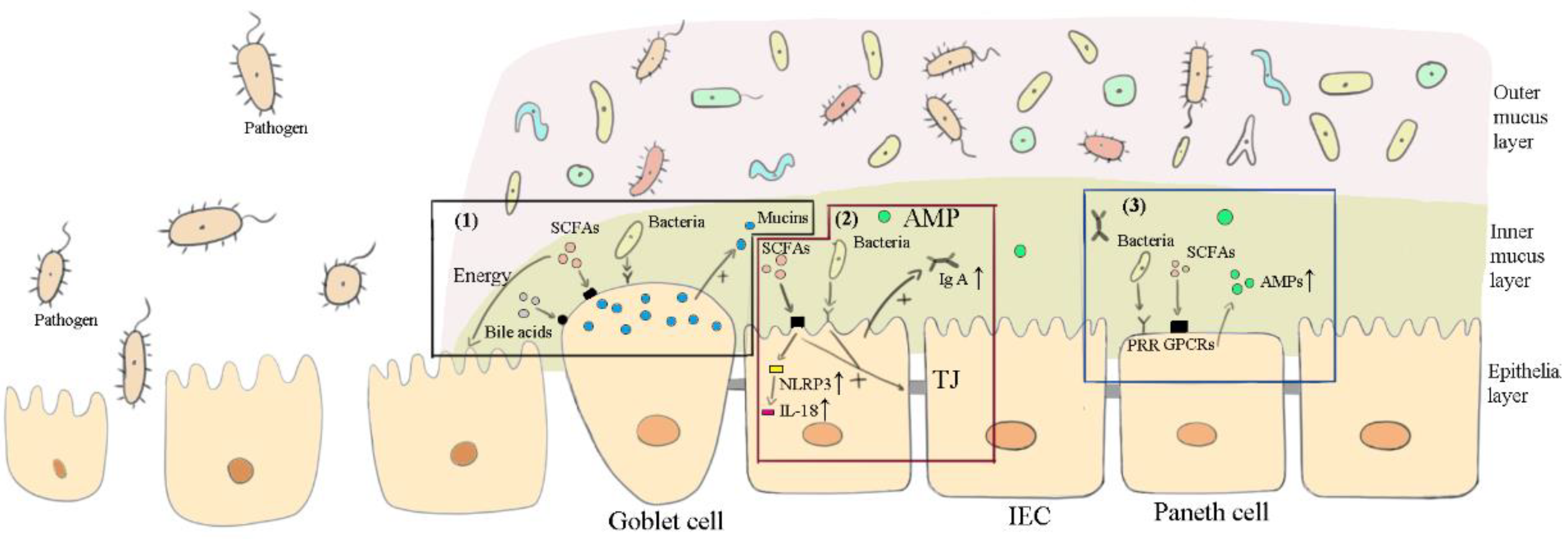 Vetsci 09 00695 g002 Vetsci 09 00695 g002