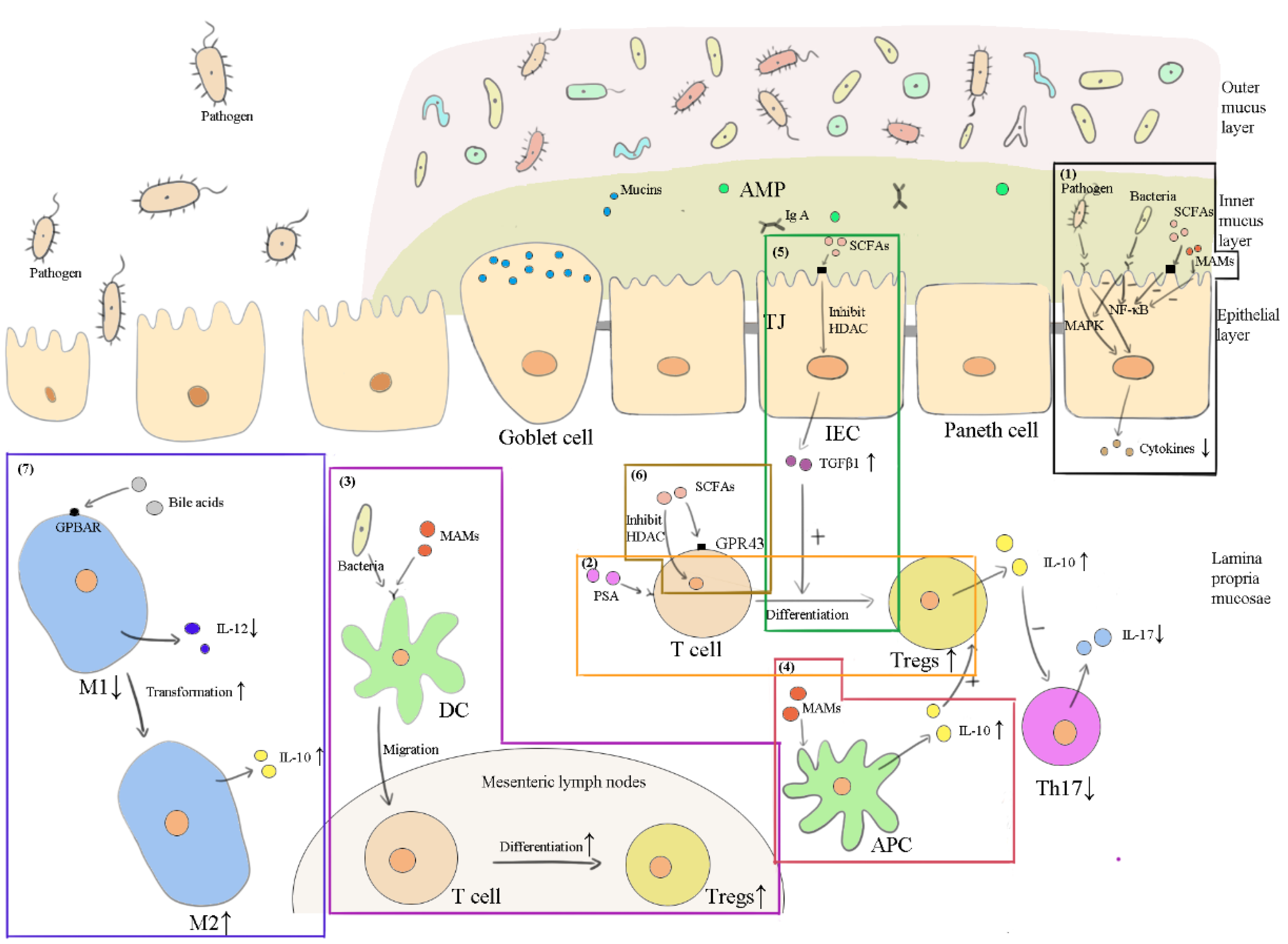 Vetsci 09 00695 g003 Vetsci 09 00695 g003
