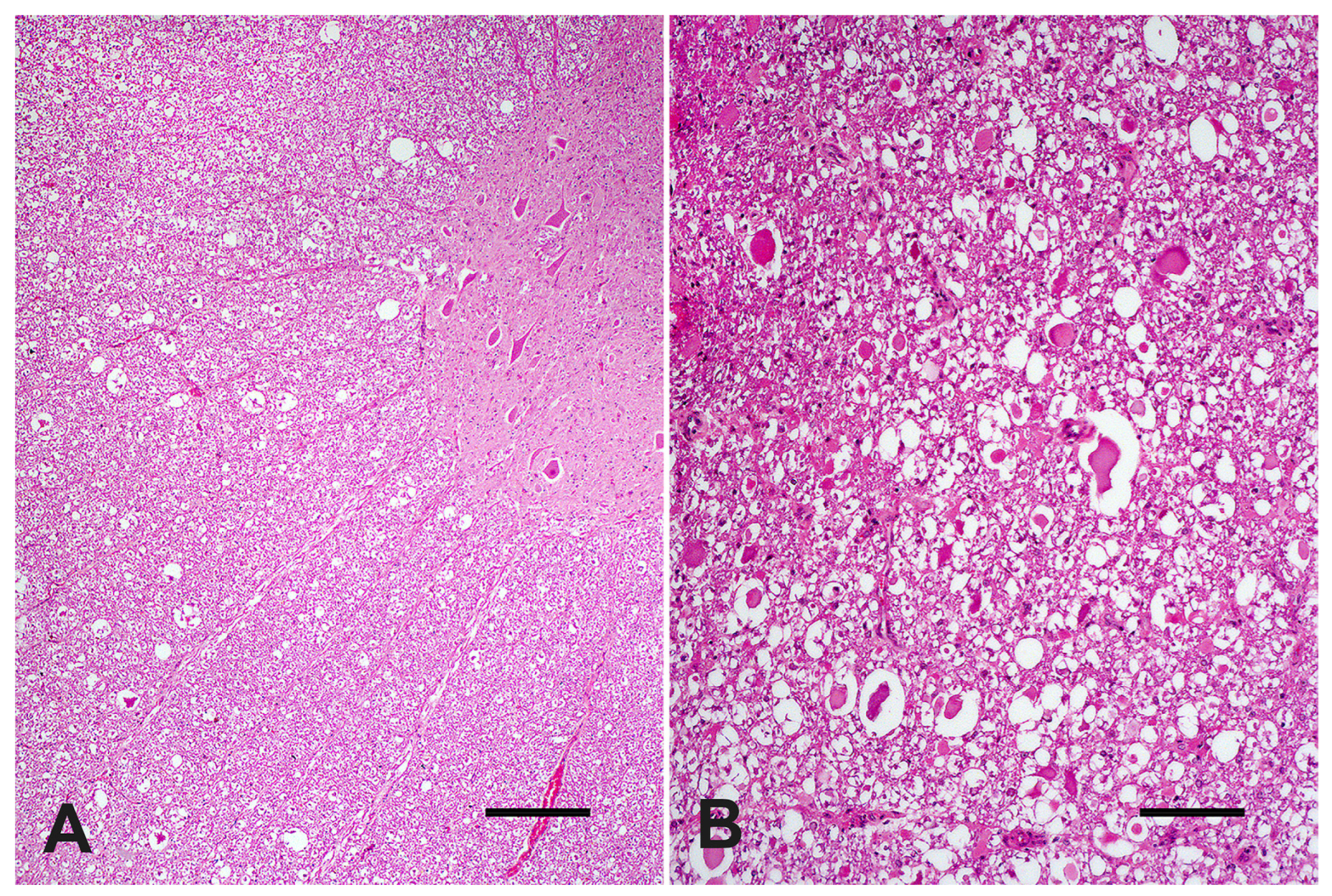 Vetsci 09 00699 g003 Vetsci 09 00699 g003