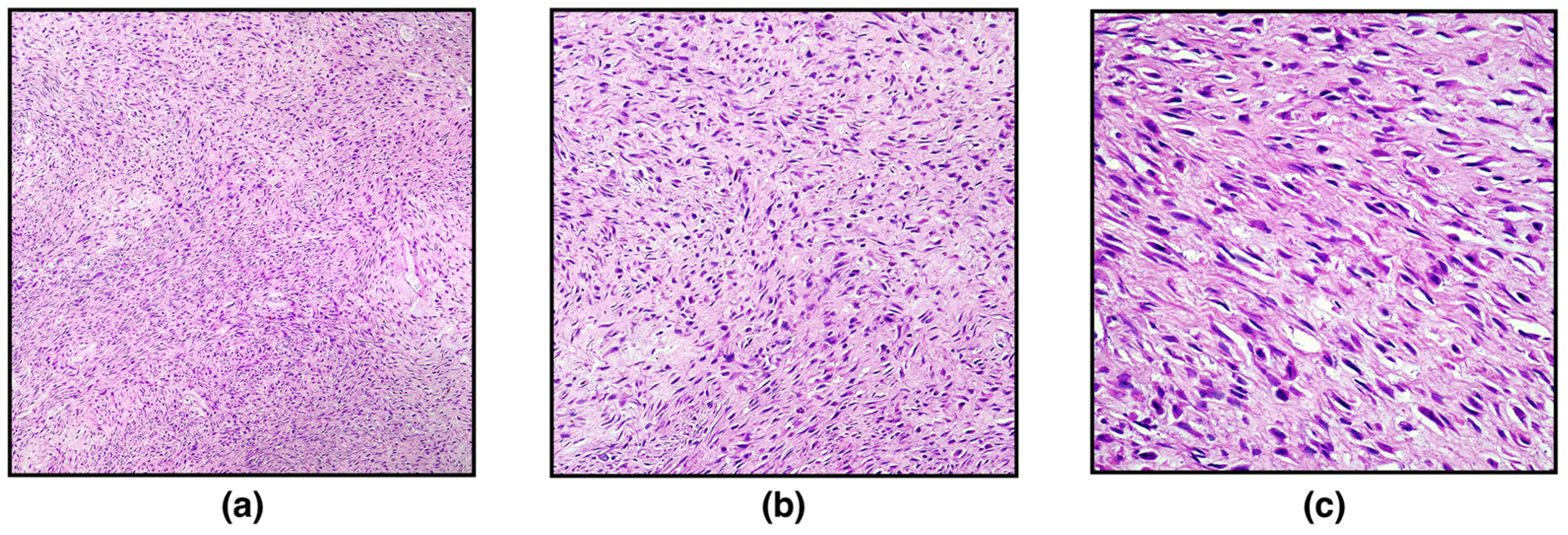 Vetsci 09 00702 g001 Vetsci 09 00702 g001