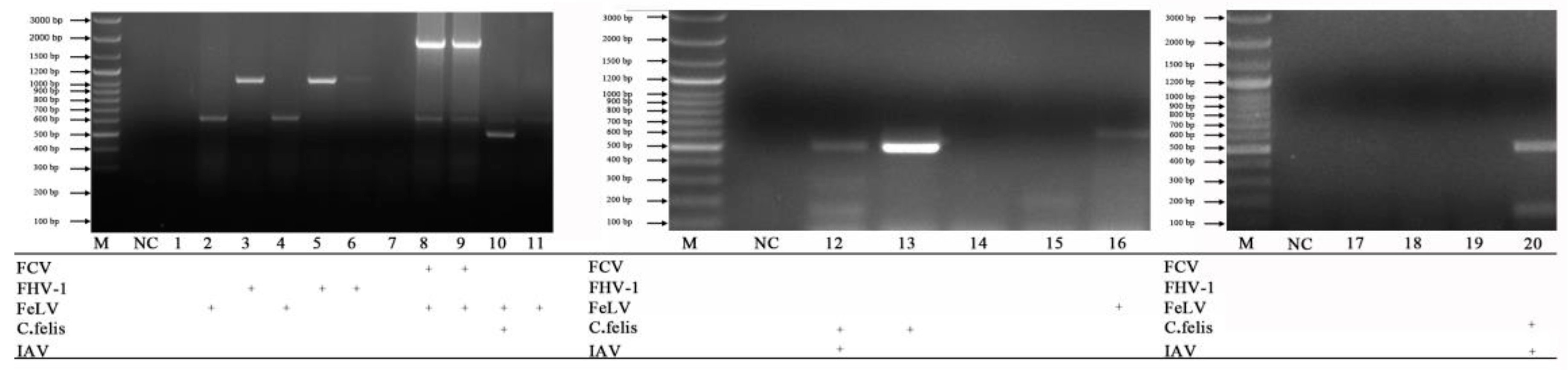 Vetsci 10 00014 g006