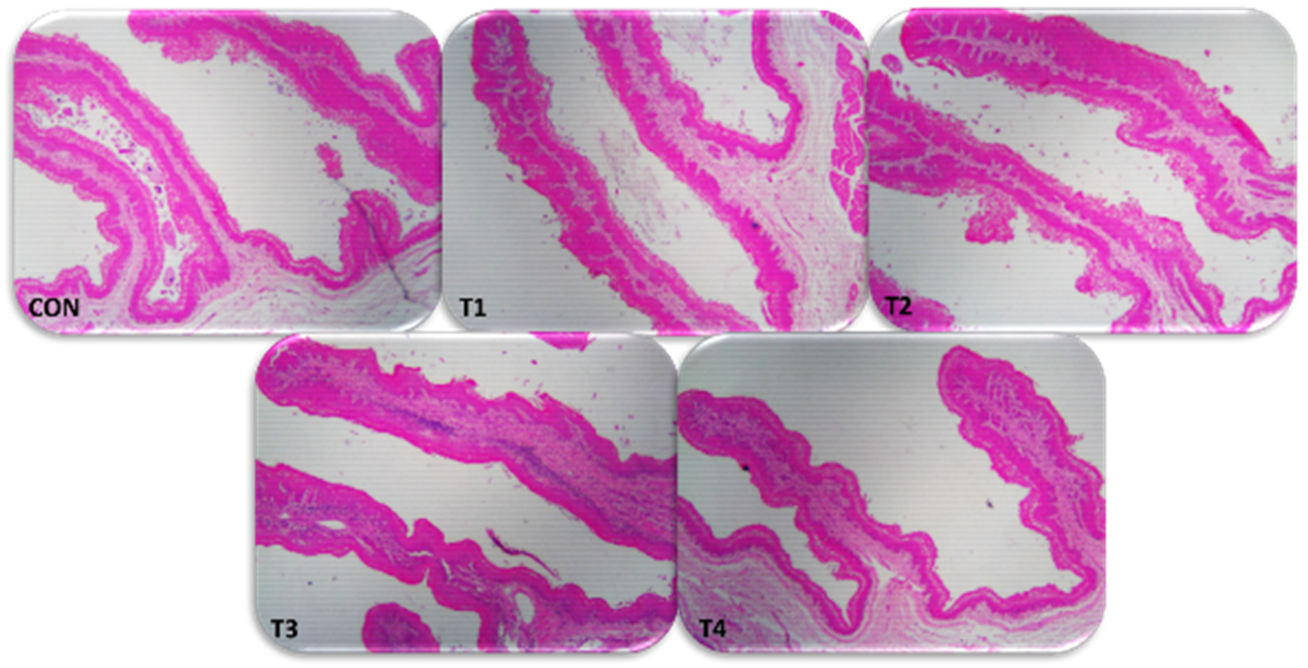 Vetsci 10 00015 g002