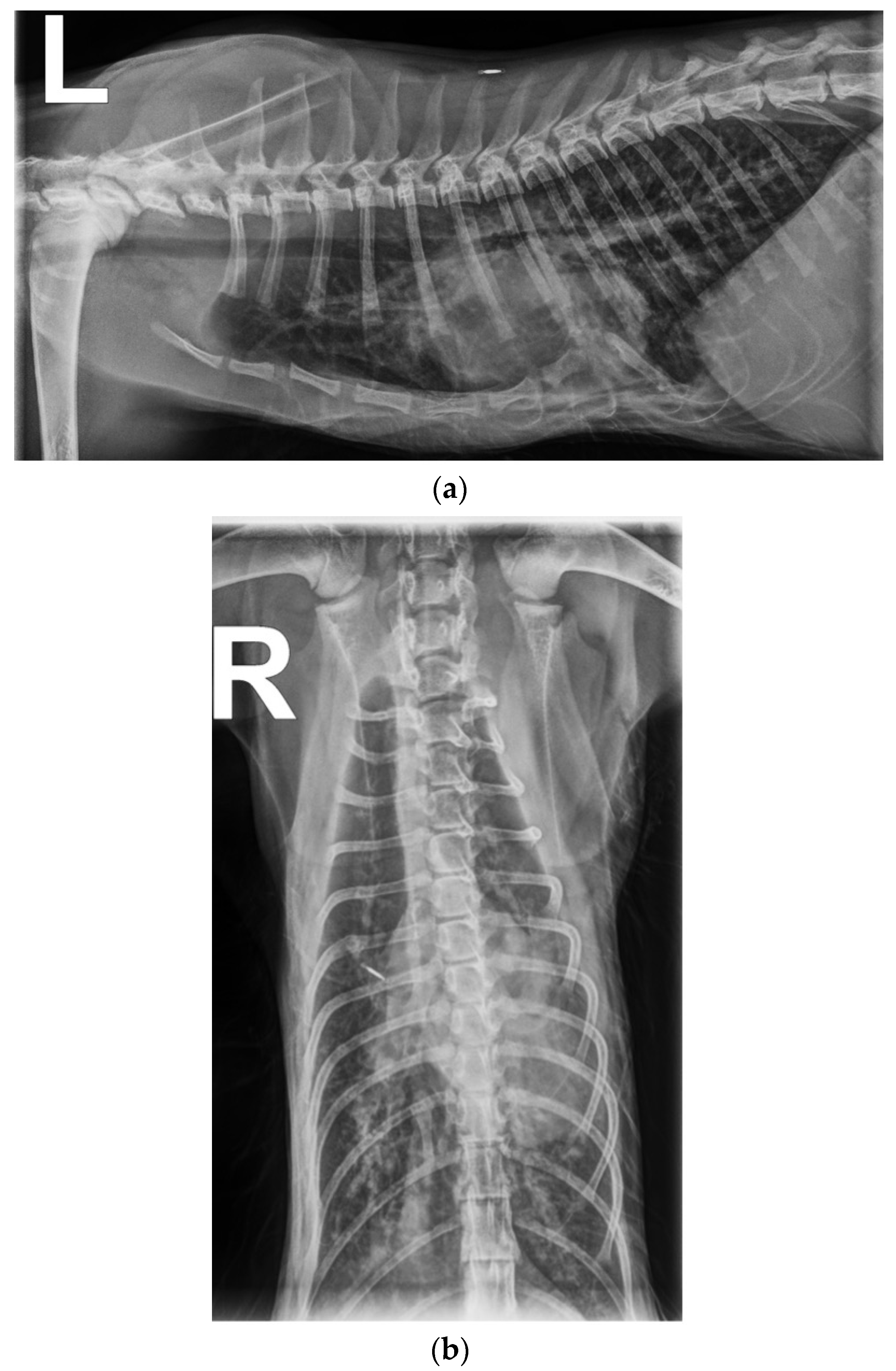 Vetsci 10 00023 g001 Vetsci 10 00023 g001